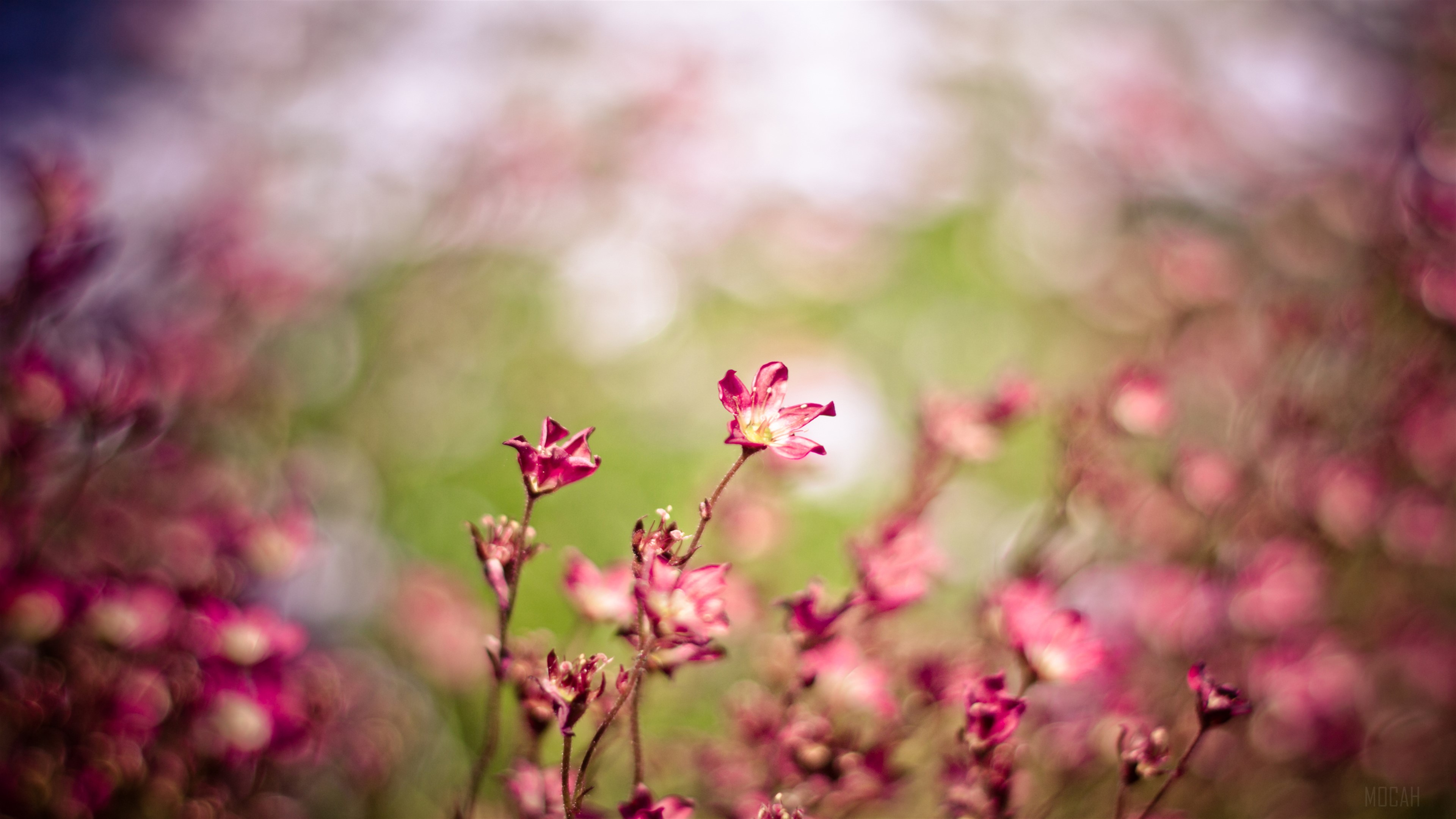 Pink flowers in the wind 4K HD Wallpaper