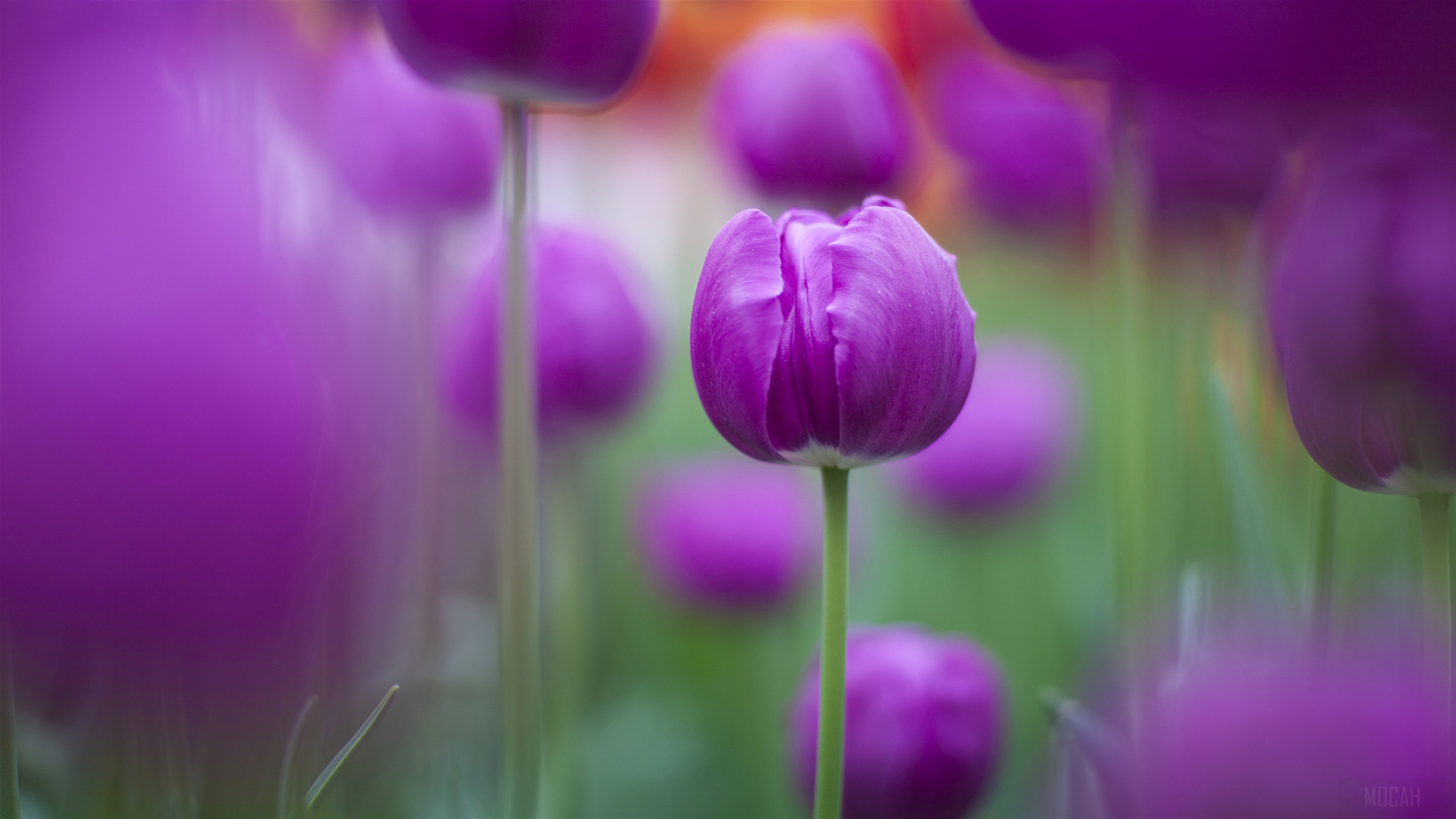 Purple Tulips HD Wallpaper