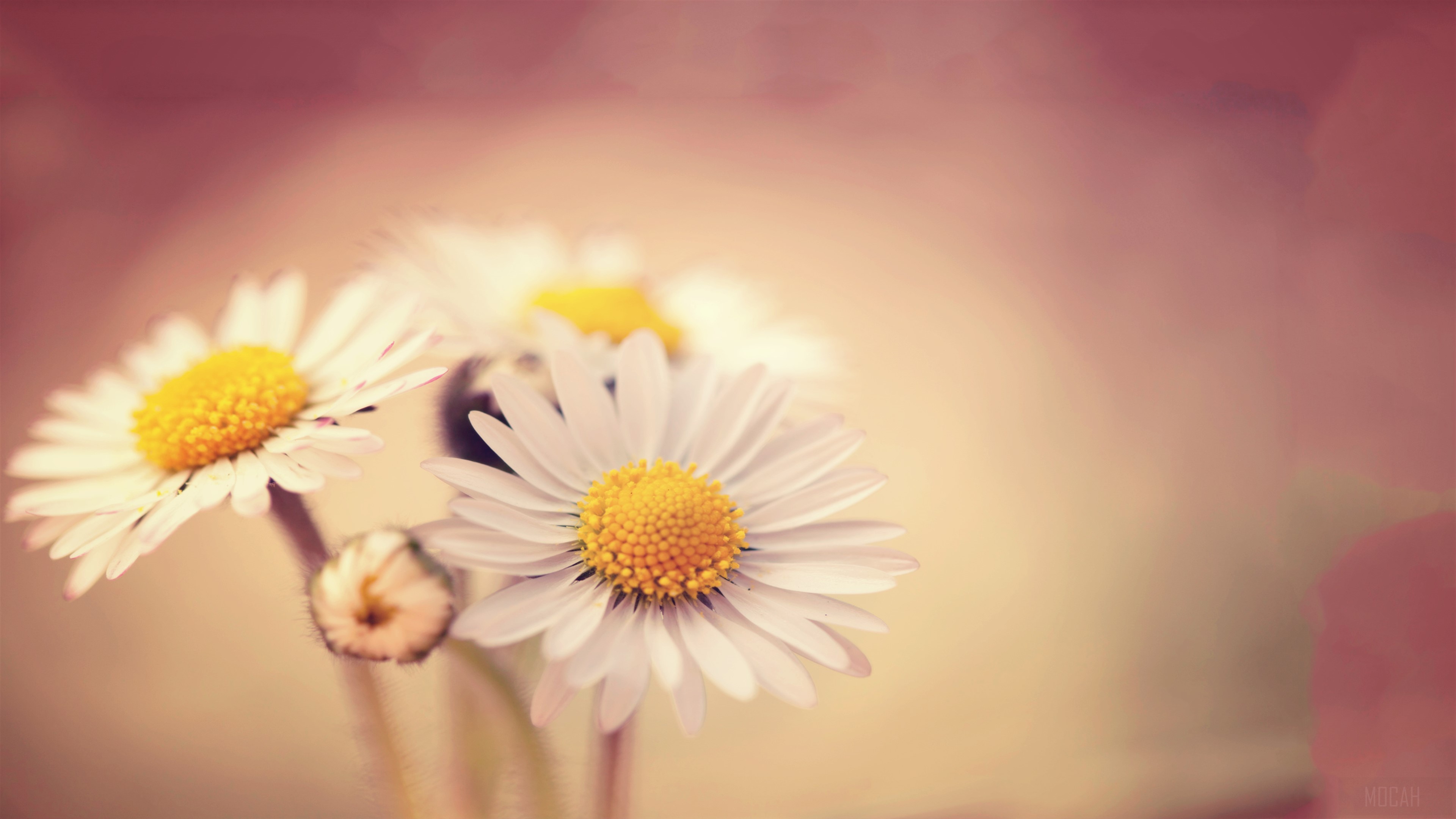 White Daisies HD Wallpaper