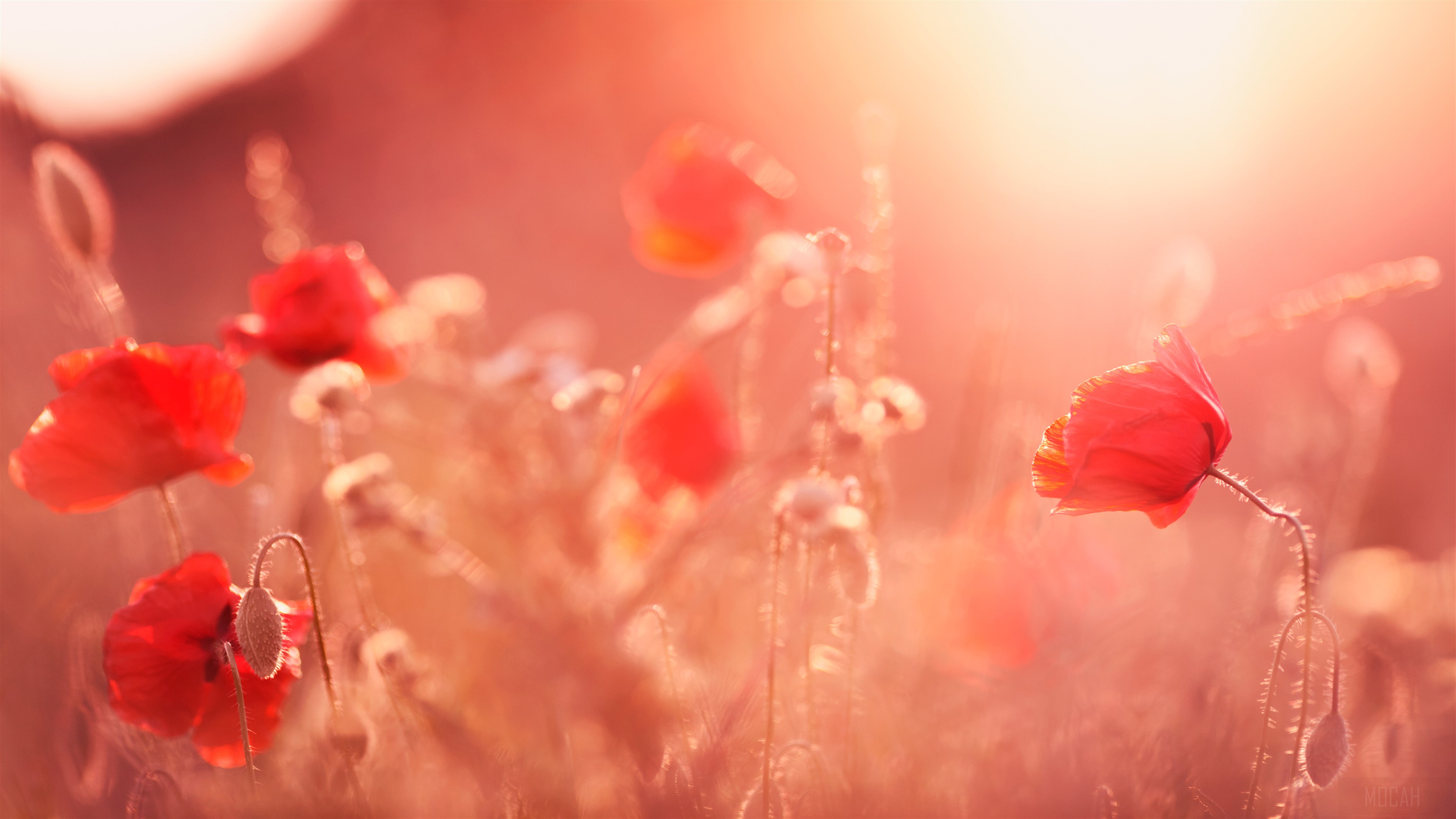Poppy Flowers in Summer Light 4K HD Wallpaper