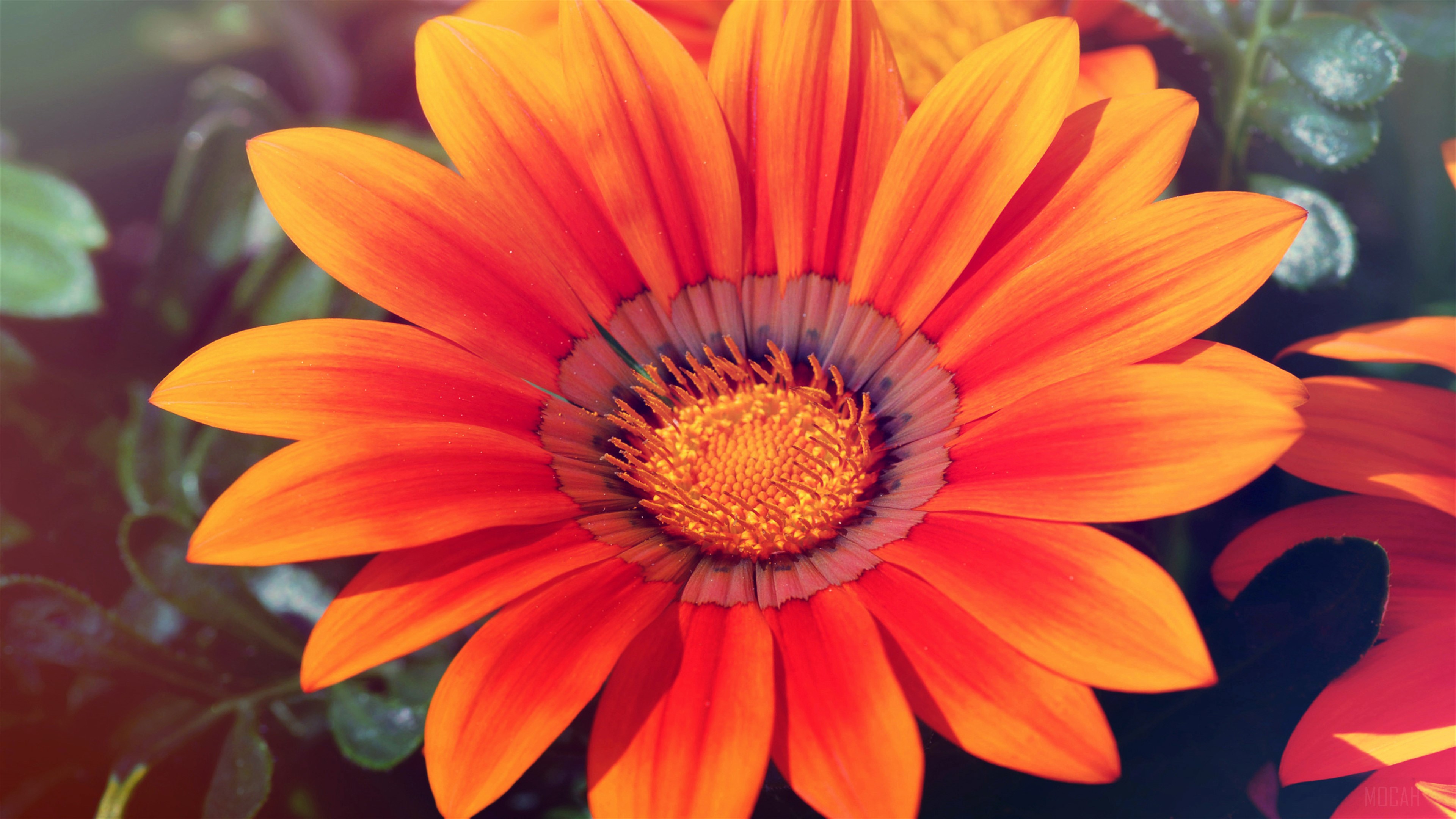 Orange Gazania Flower in 4K HD Wallpaper