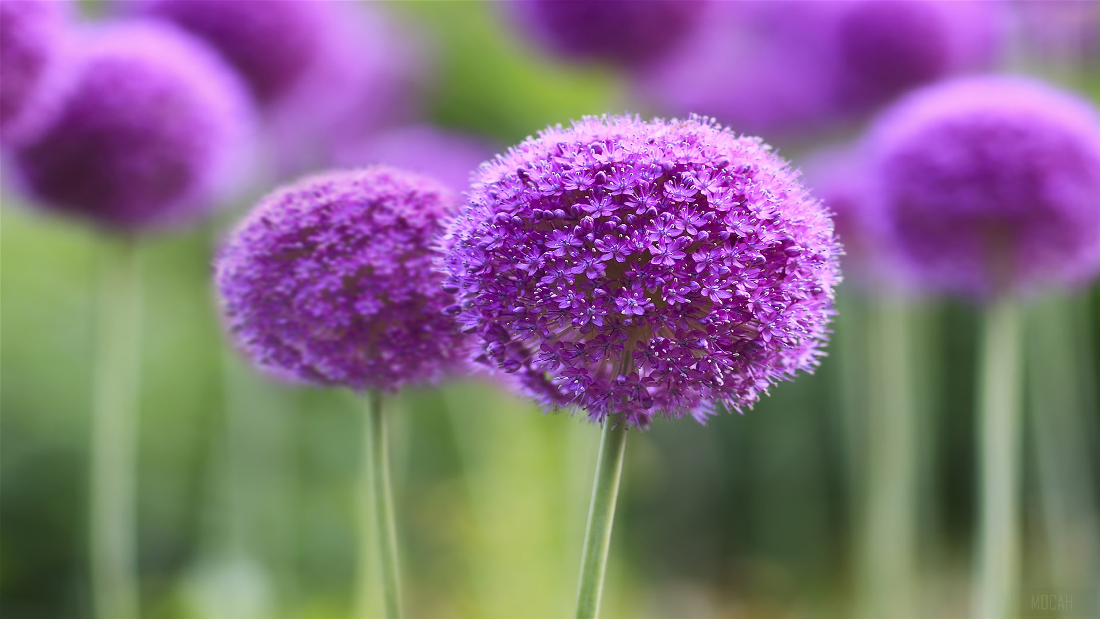 Purple Allium Flowers in Bloom 4K HD Wallpaper