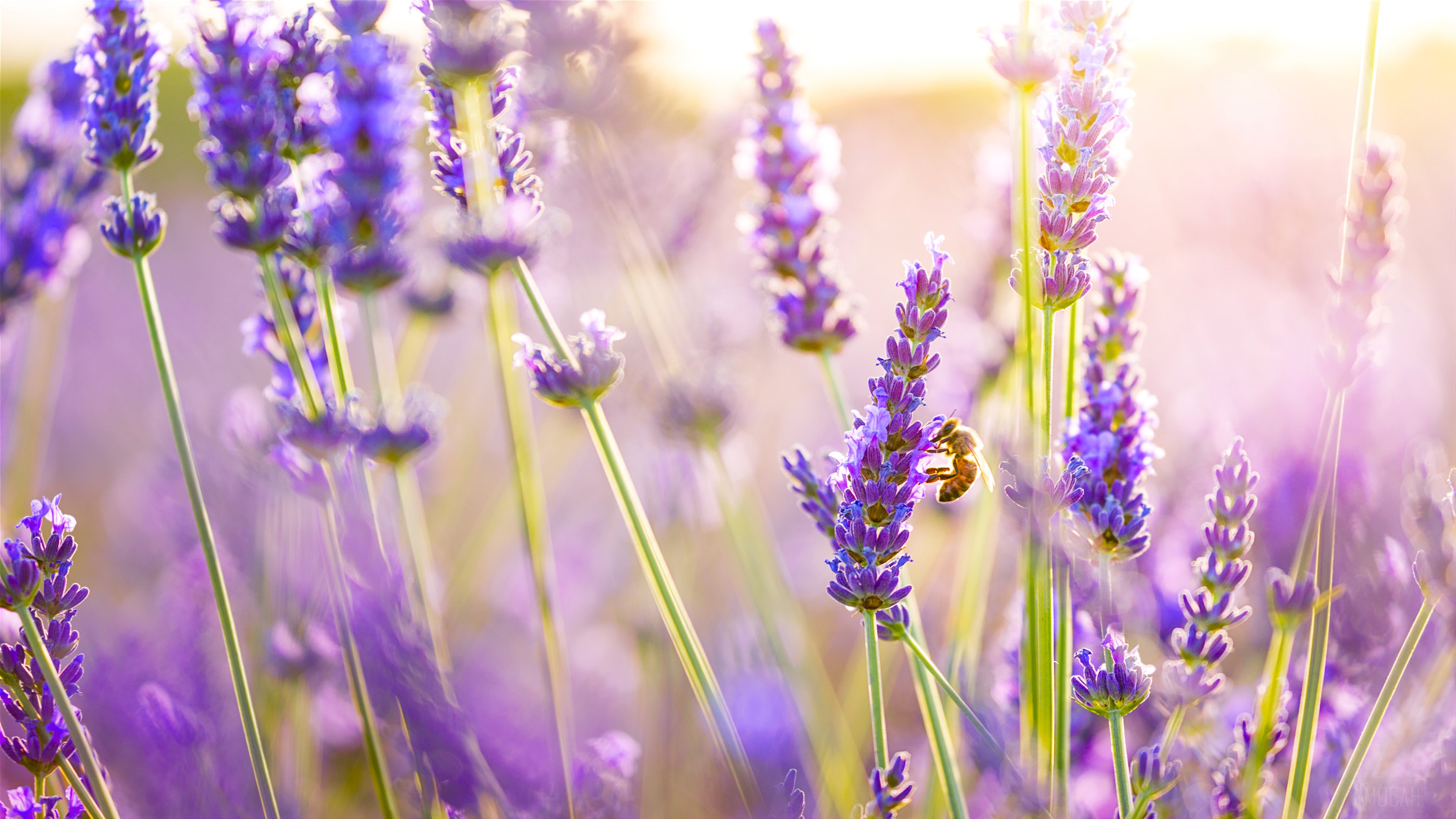 Lavender Flowers HD Wallpaper