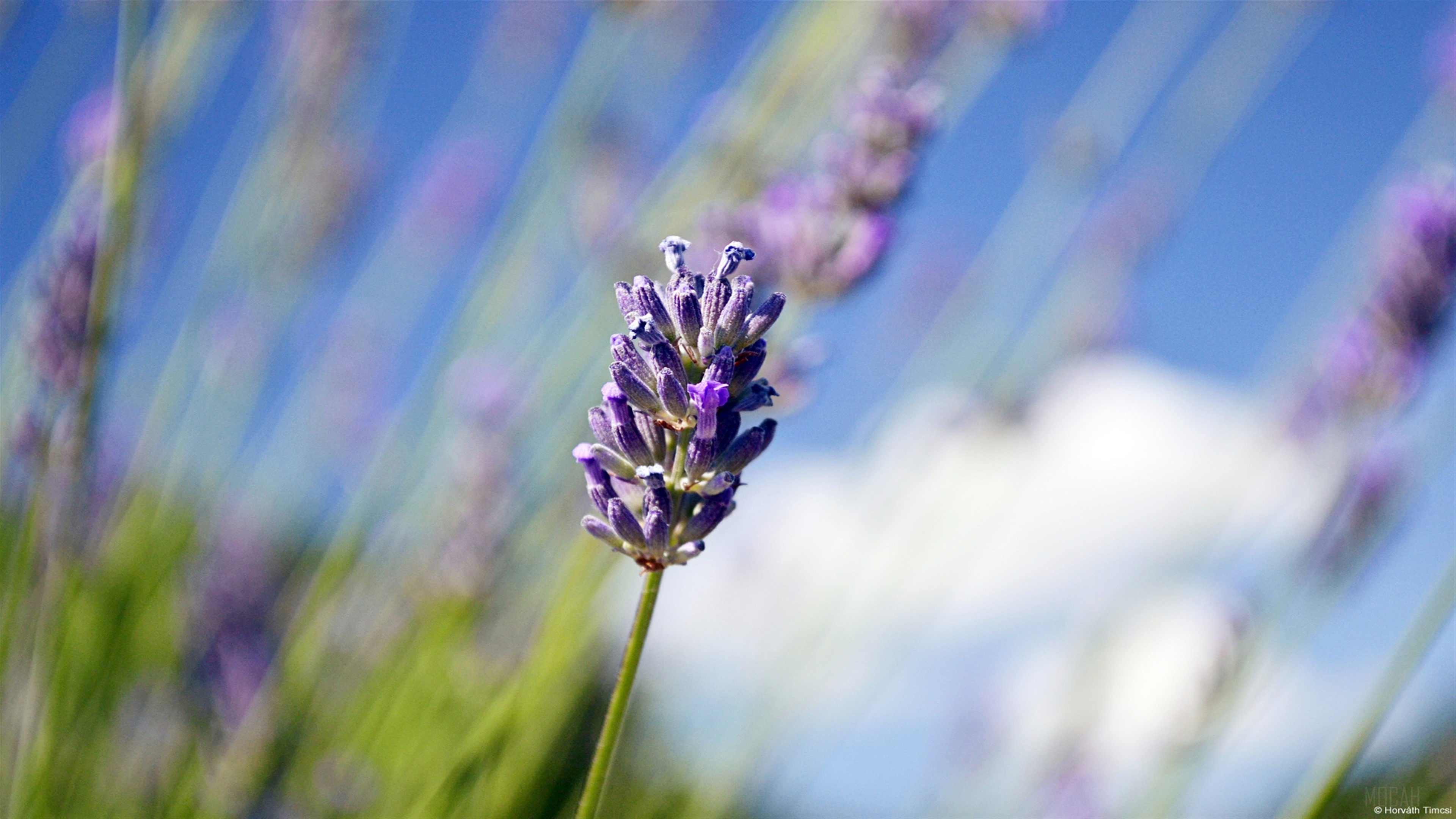 Lavender field with blue sky and clouds 4K HD Wallpaper