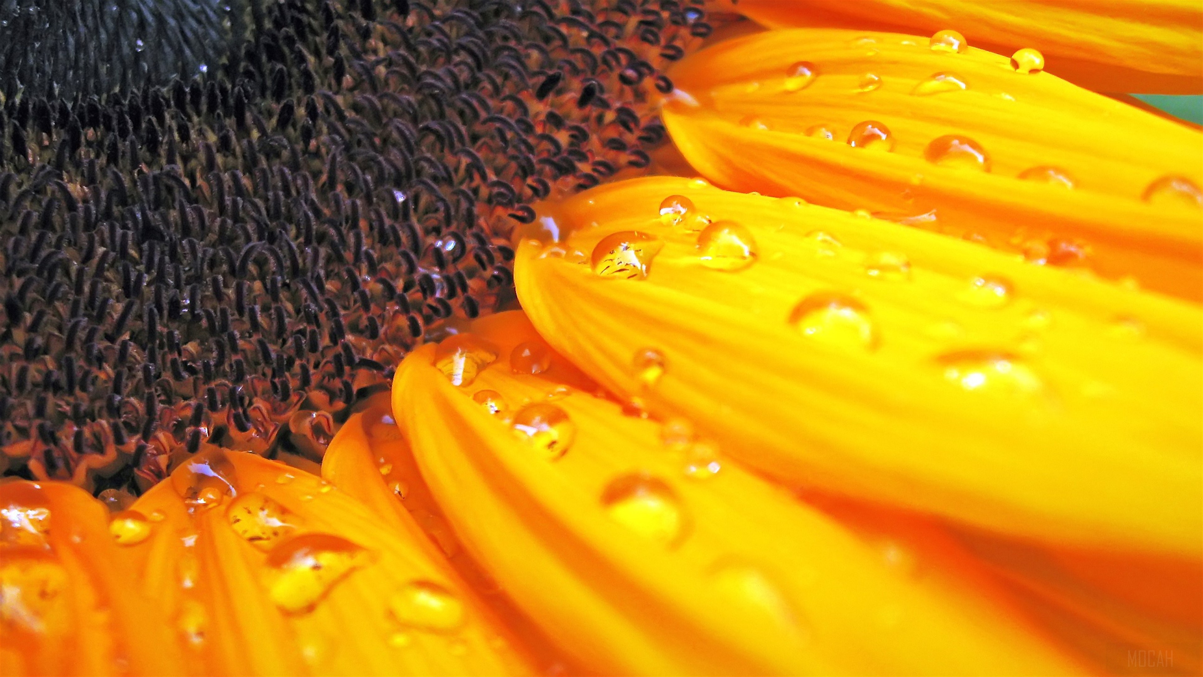 Close-up of a Sunflower with Water Droplets HD Wallpaper