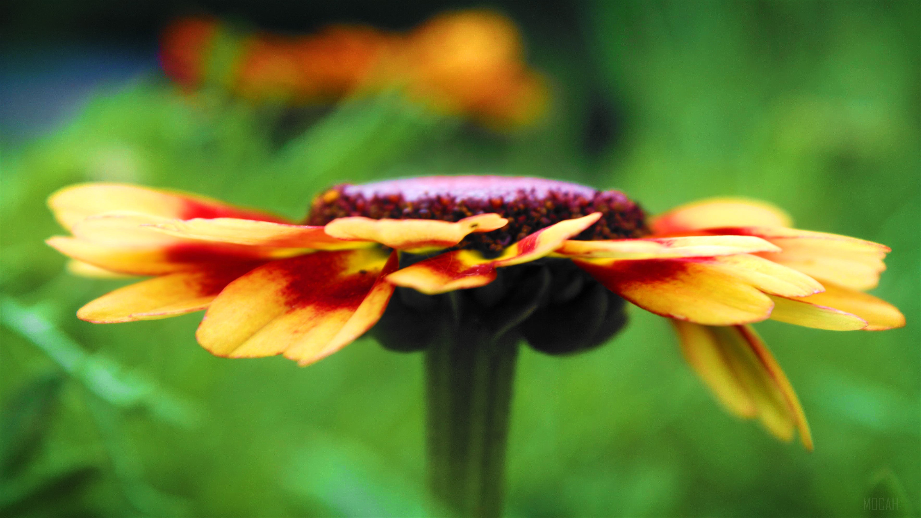 Flower Detail HD Wallpaper