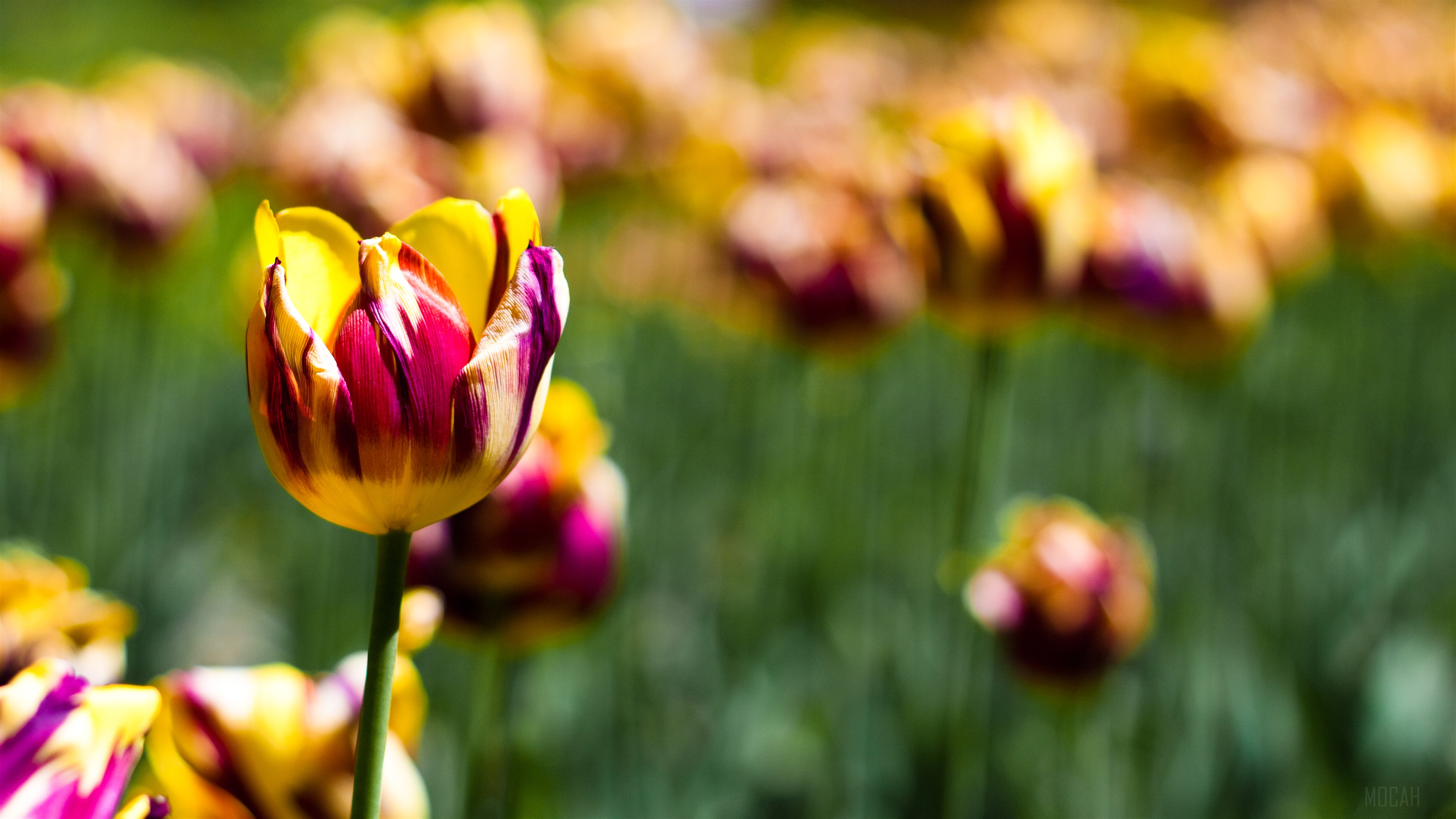 Striped Tulips in a Botanical Garden 4K HD Wallpaper