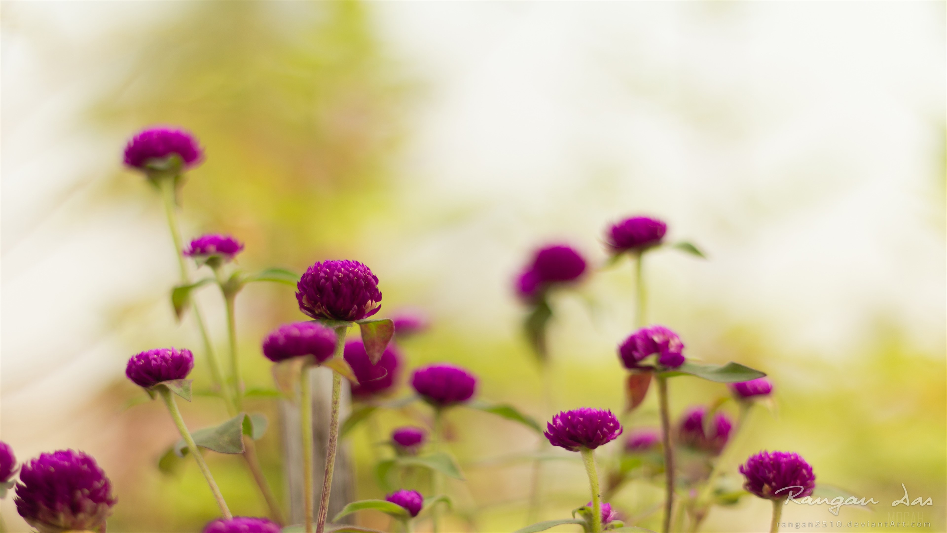 Purple Globe Amaranth Flowers in Garden 4K HD Wallpaper
