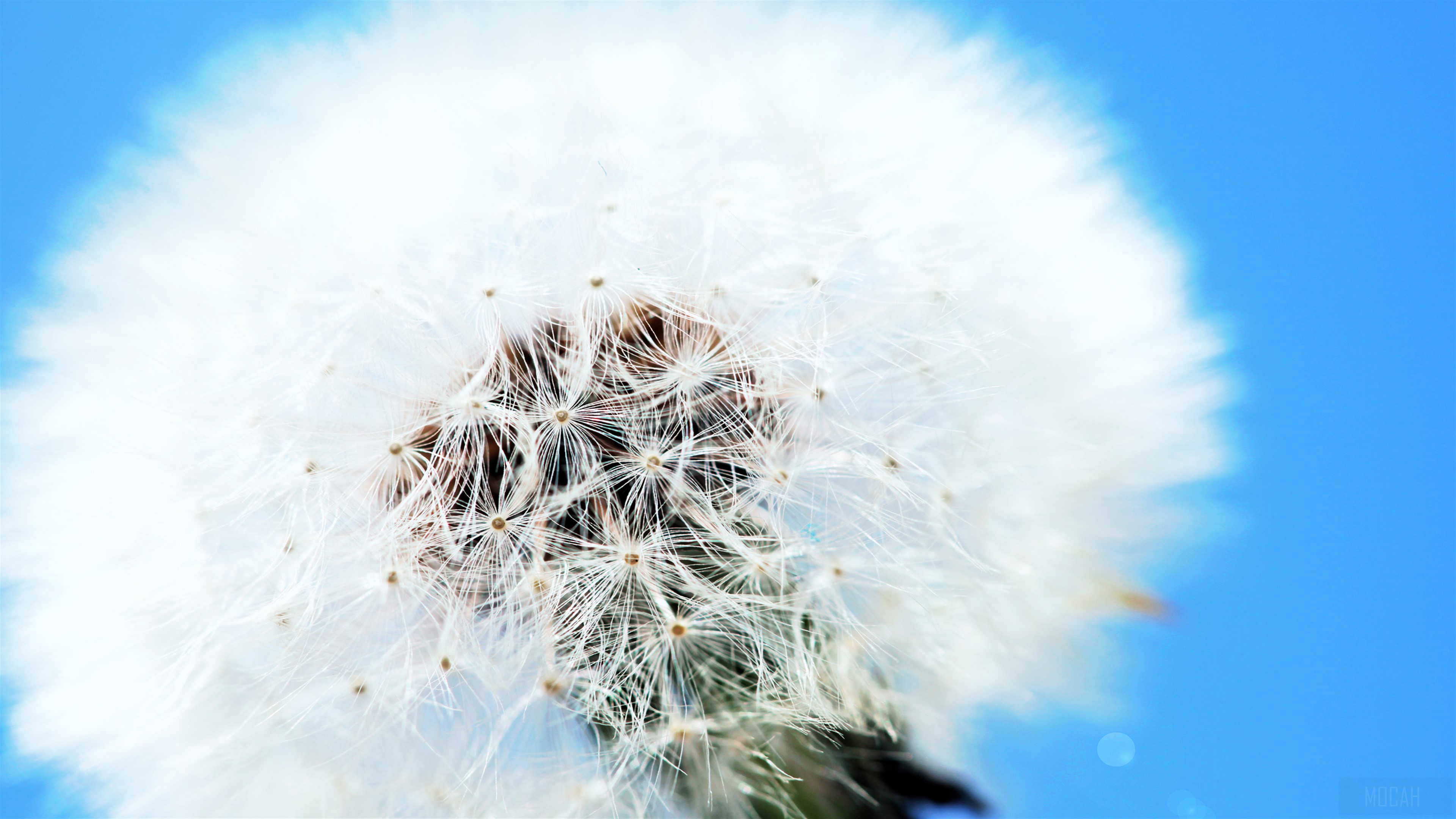 White Dandelion HD Wallpaper