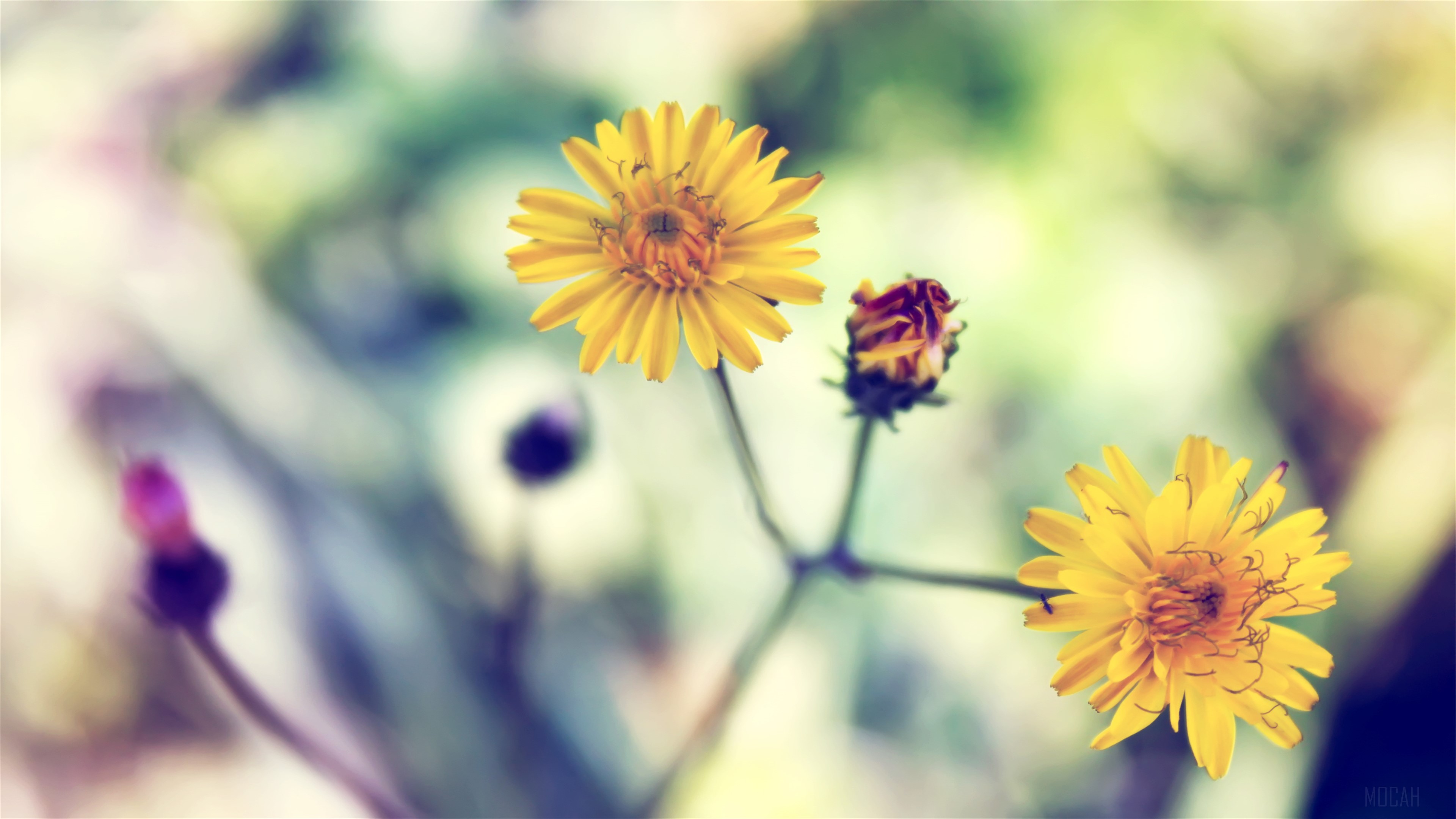 Yellow Spring Daisy HD Wallpaper