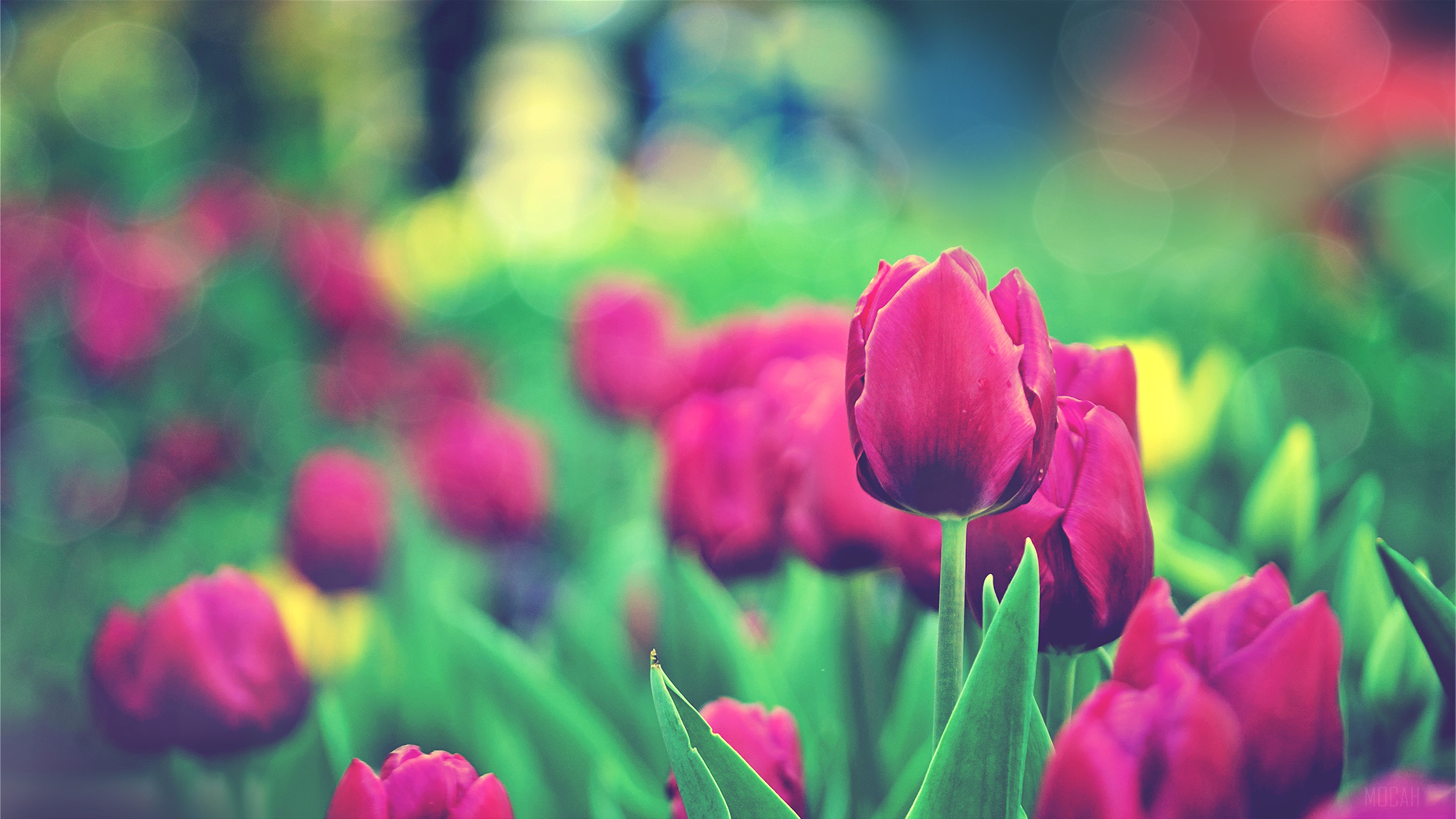 Tulips Garden HD Wallpaper