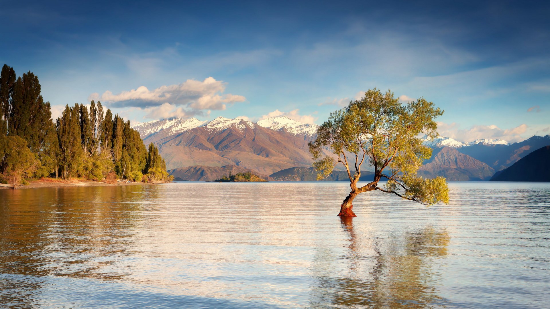 Lone tree in a lake with mountains HD Wallpaper