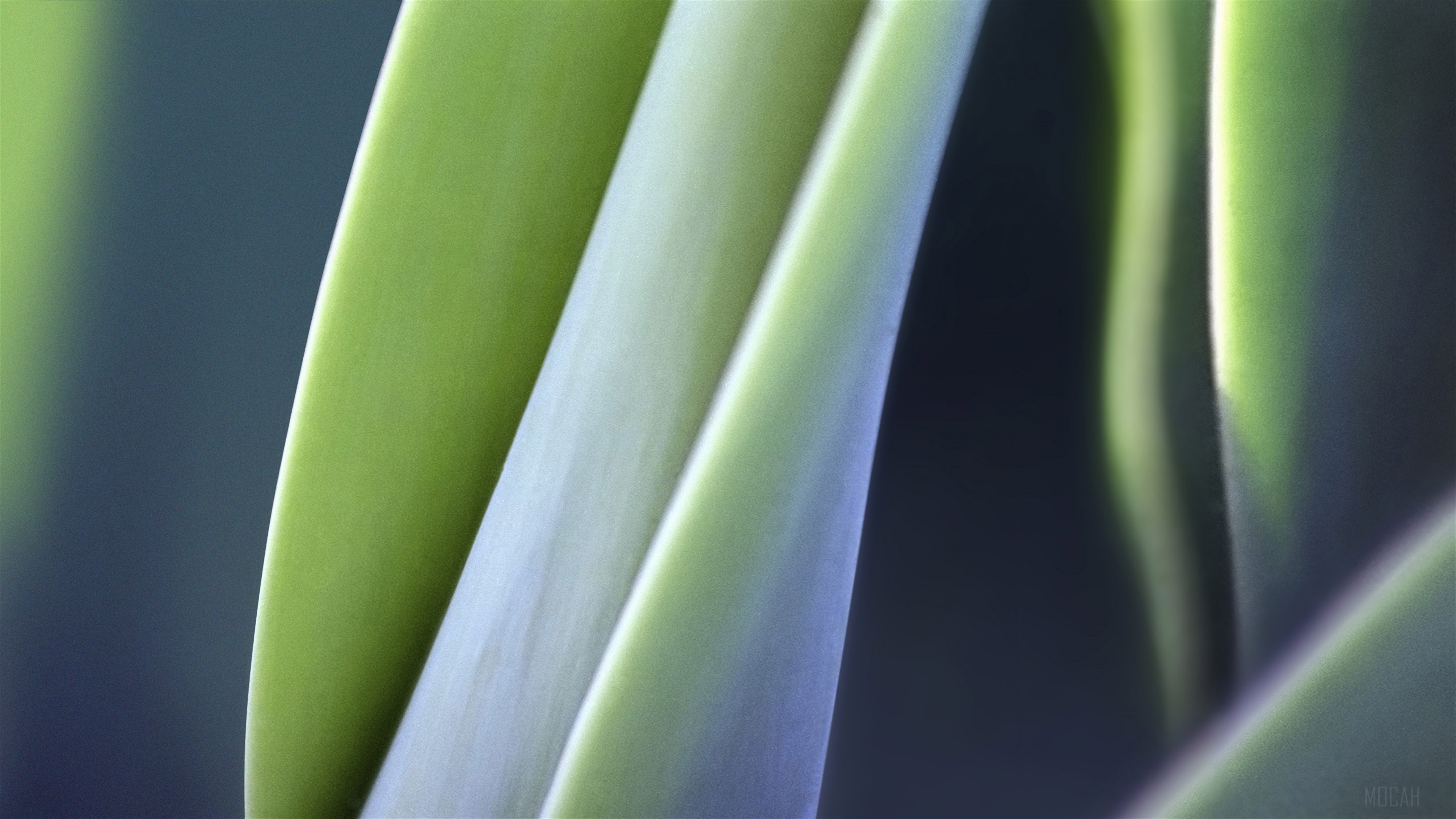 Macro view of green plant leaves HD Wallpaper