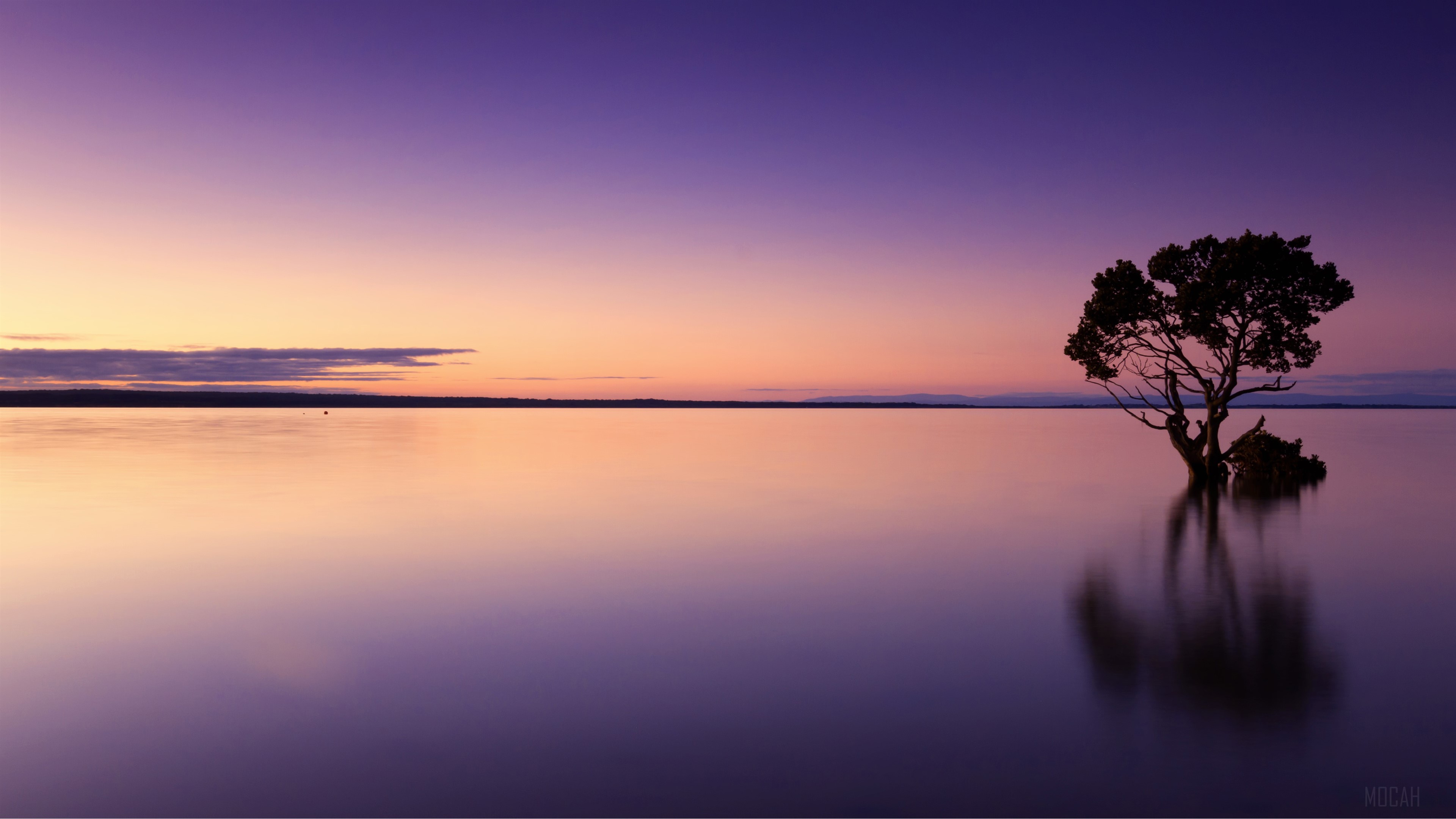 Calm Sunset over Water with Tree HD Wallpaper