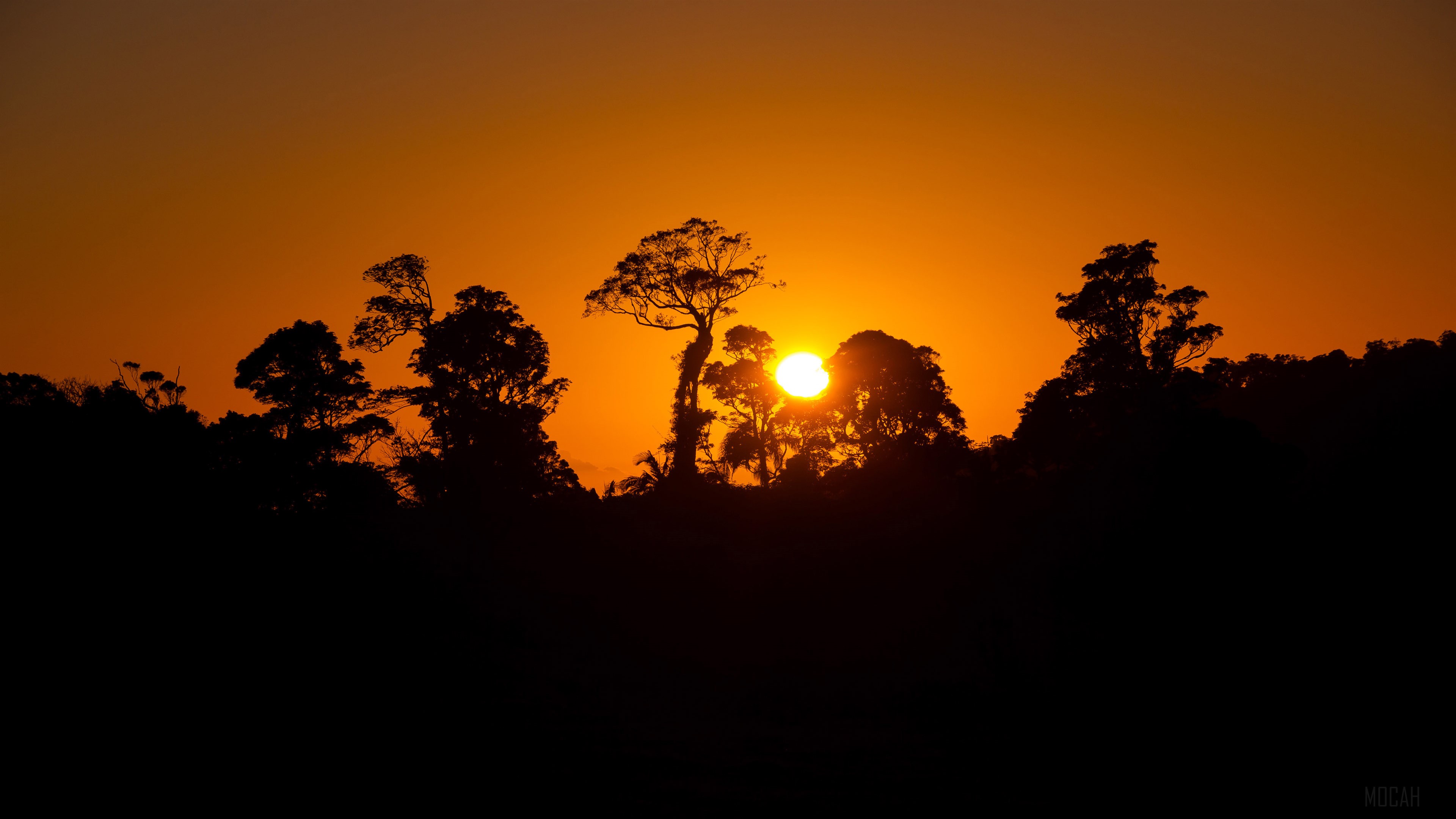 Sunset over a forest silhouette 4K HD Wallpaper
