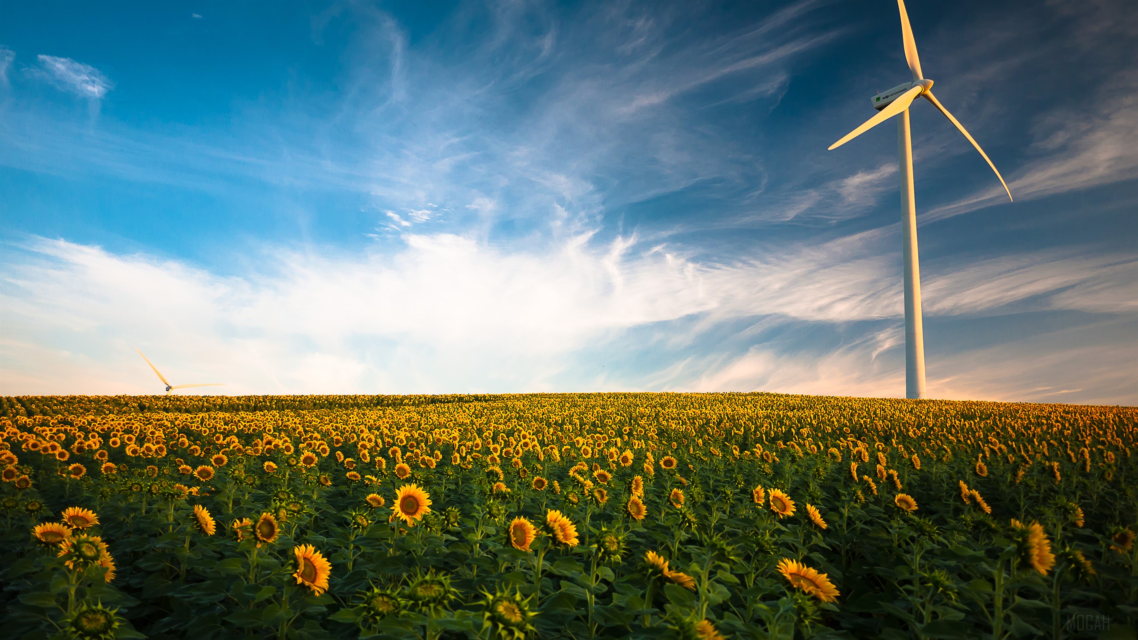 Wind turbine in a sunflower field HD Wallpaper