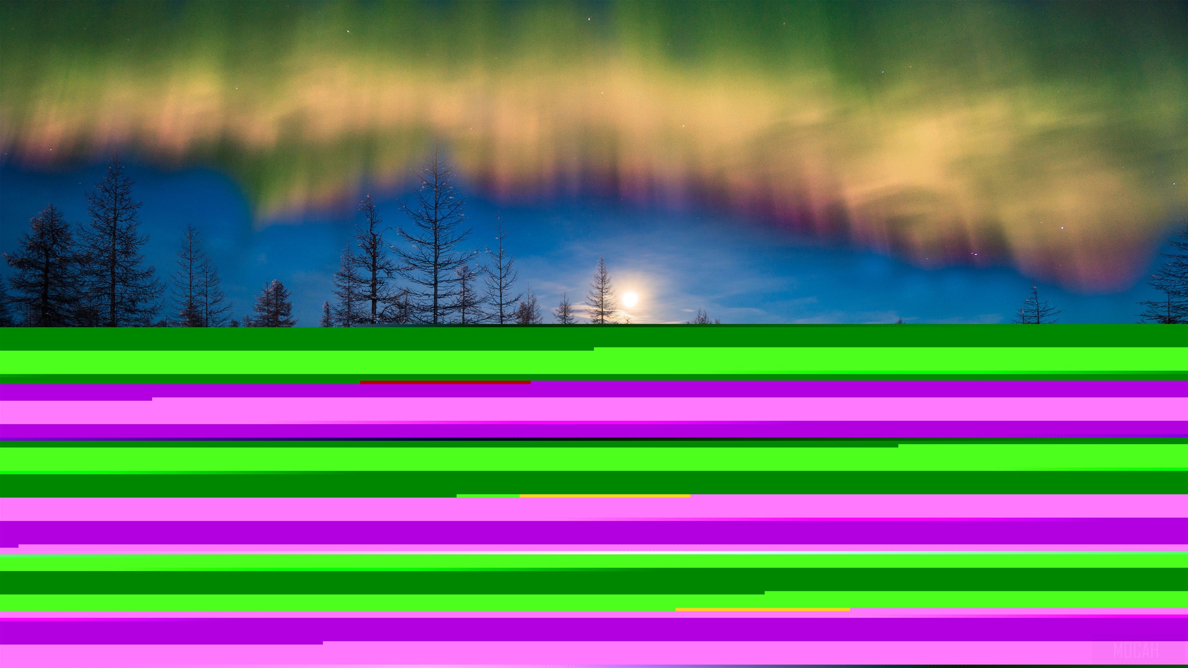 Aurora Borealis over a winter forest HD Wallpaper