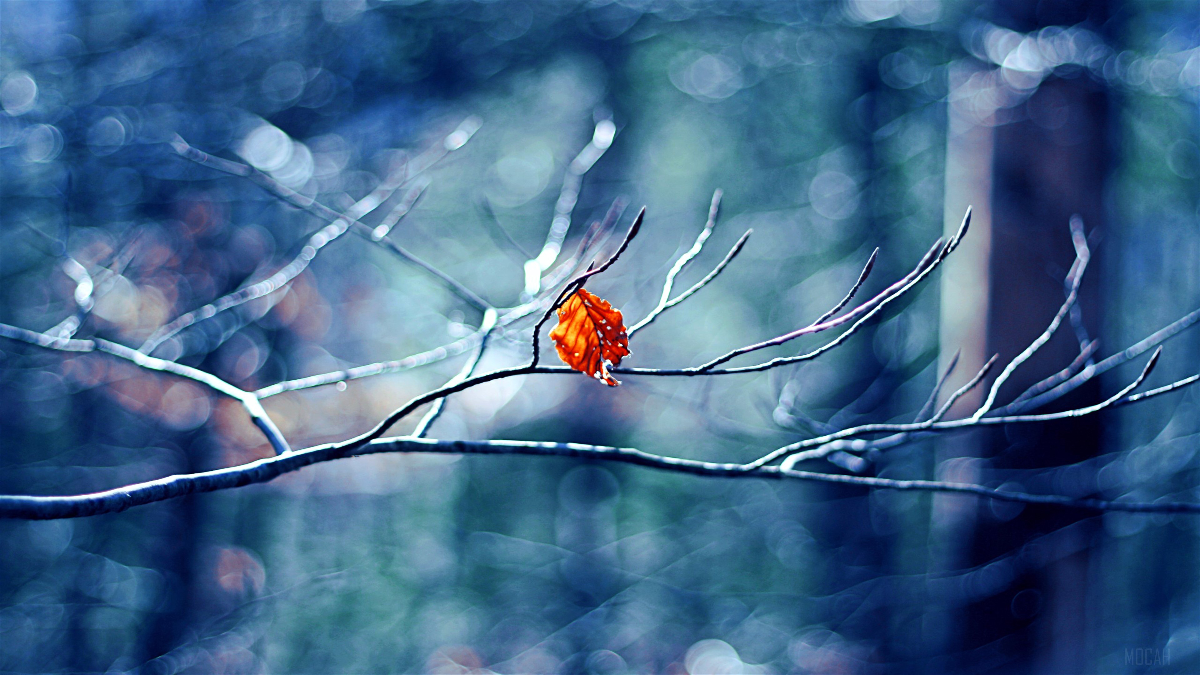 Single Orange Leaf on a Bare Branch in Winter HD Wallpaper