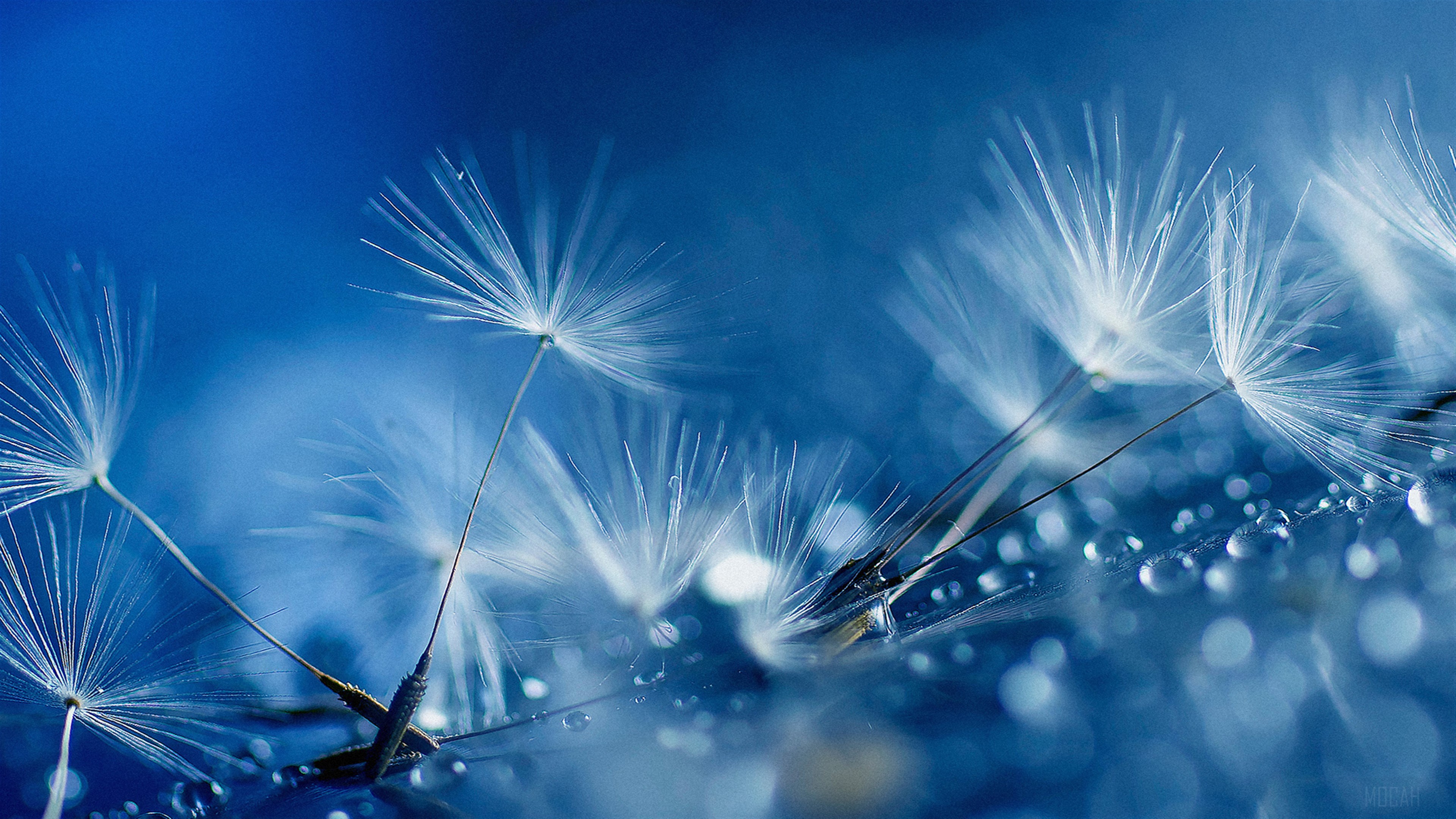 Blue Drops HD Wallpaper