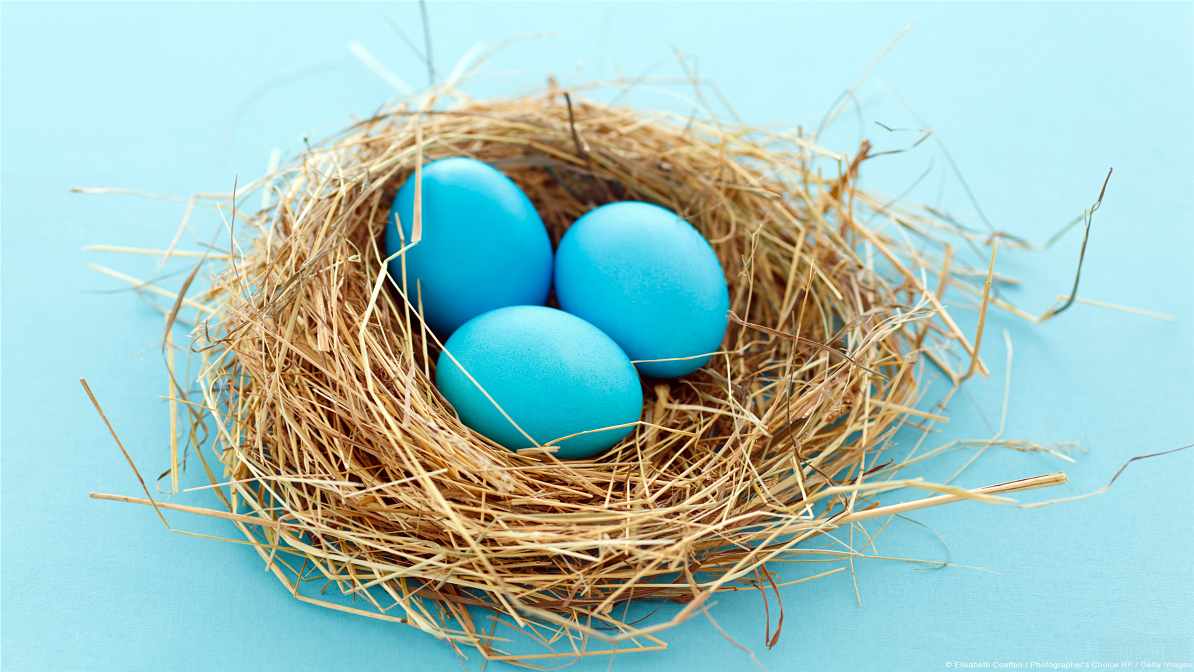 Blue Eggs in a Straw Nest 4K HD Wallpaper
