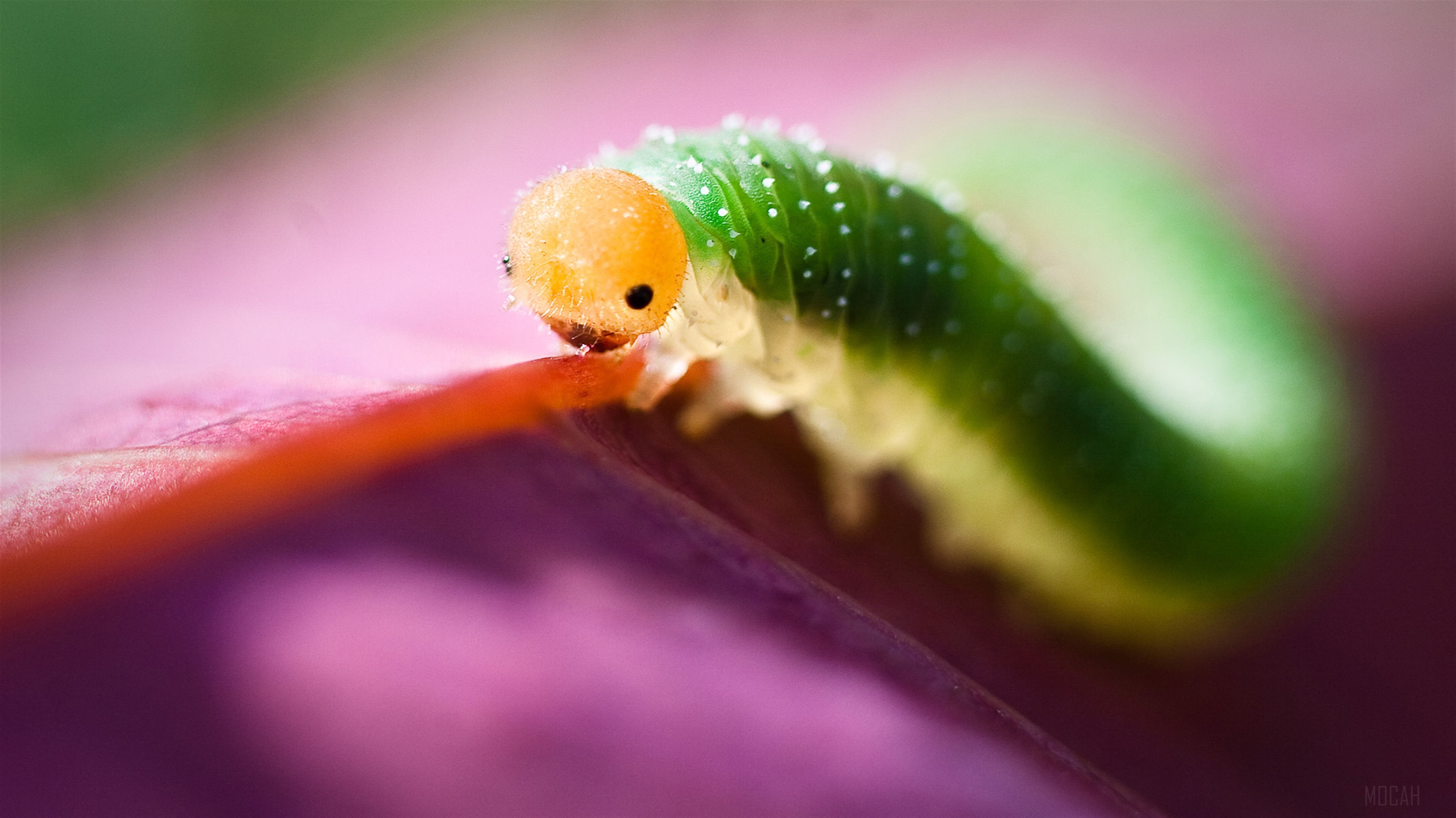 Close-up of a green caterpillar on a pink leaf HD Wallpaper