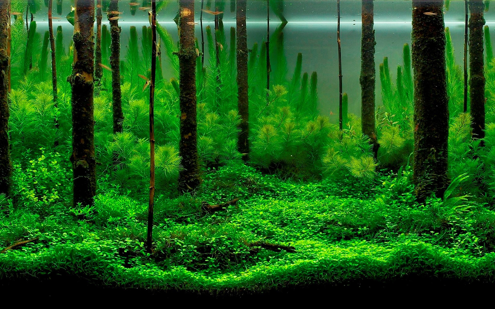 Underwater forest with trees and plants HD Wallpaper