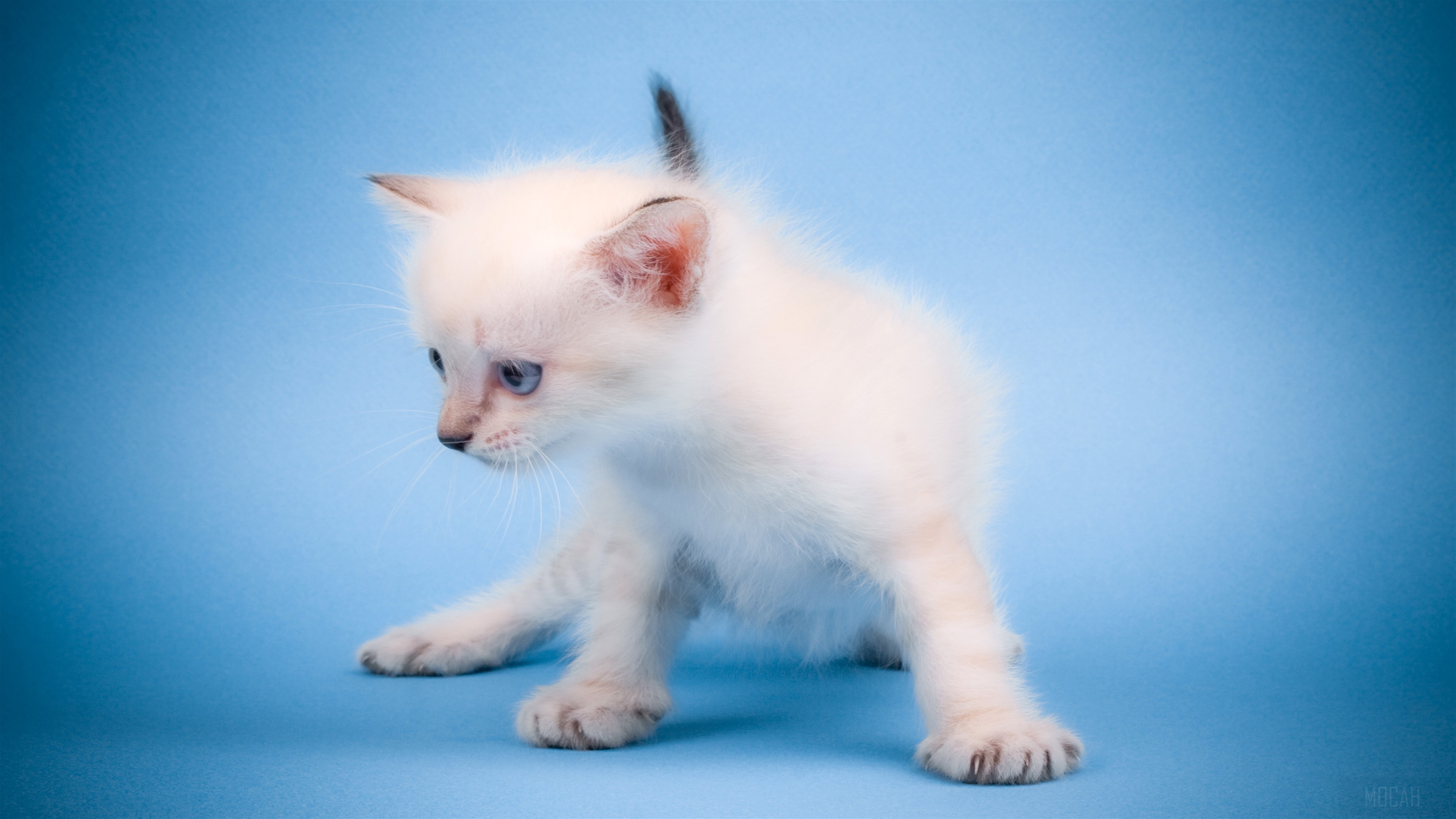 Cute Mew Mew Cat HD Wallpaper