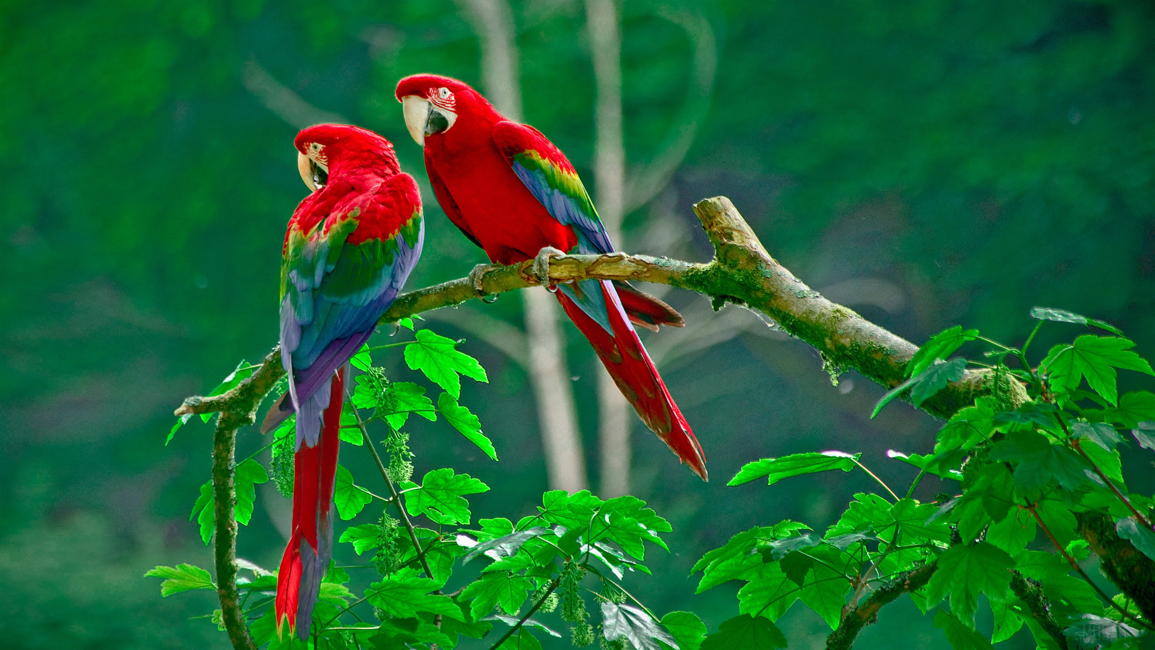 Two Red Macaws Perched on a Branch in a Forest 4K HD Wallpaper