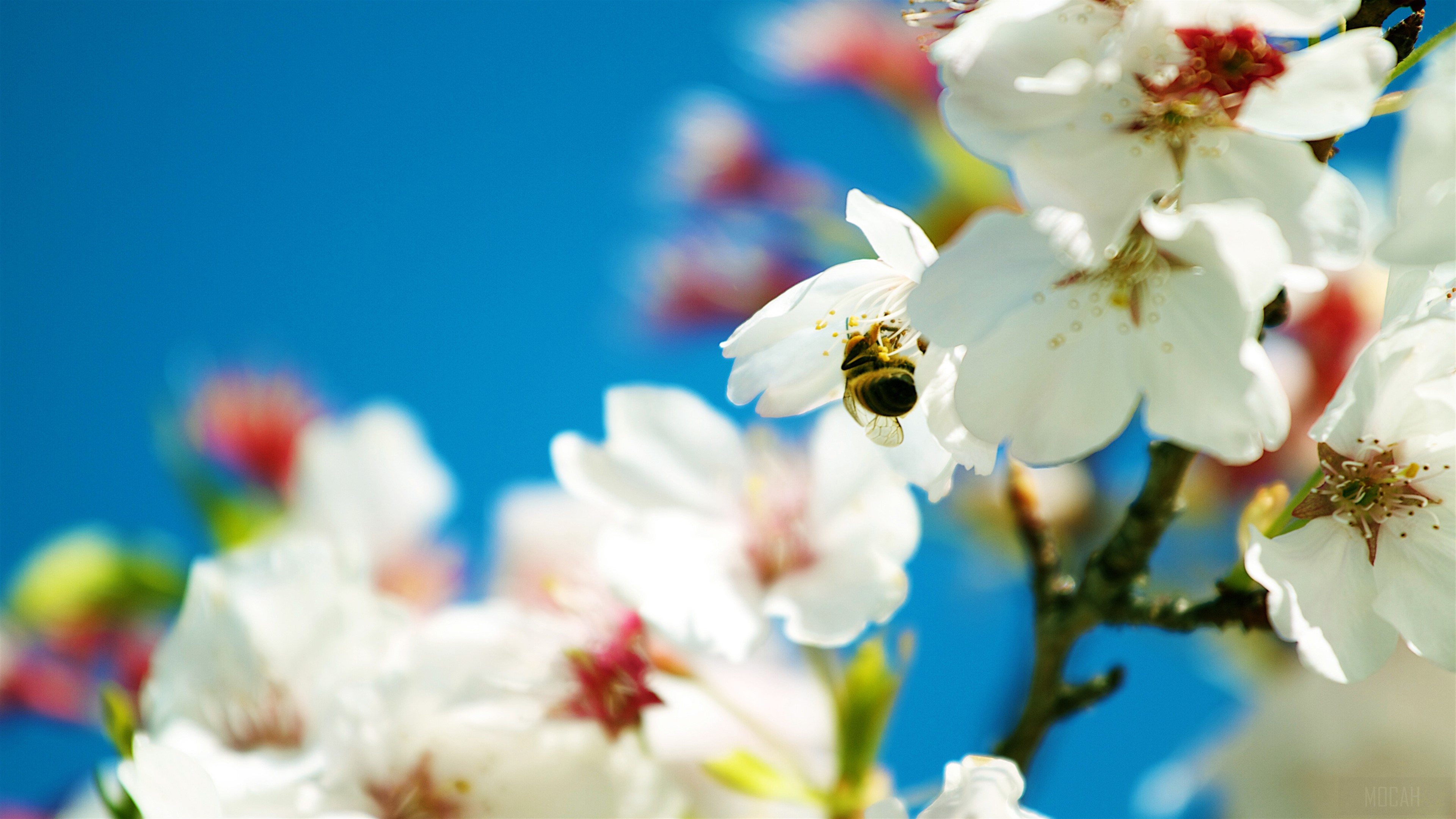 Bee on Cherry Blossom 4K HD Wallpaper