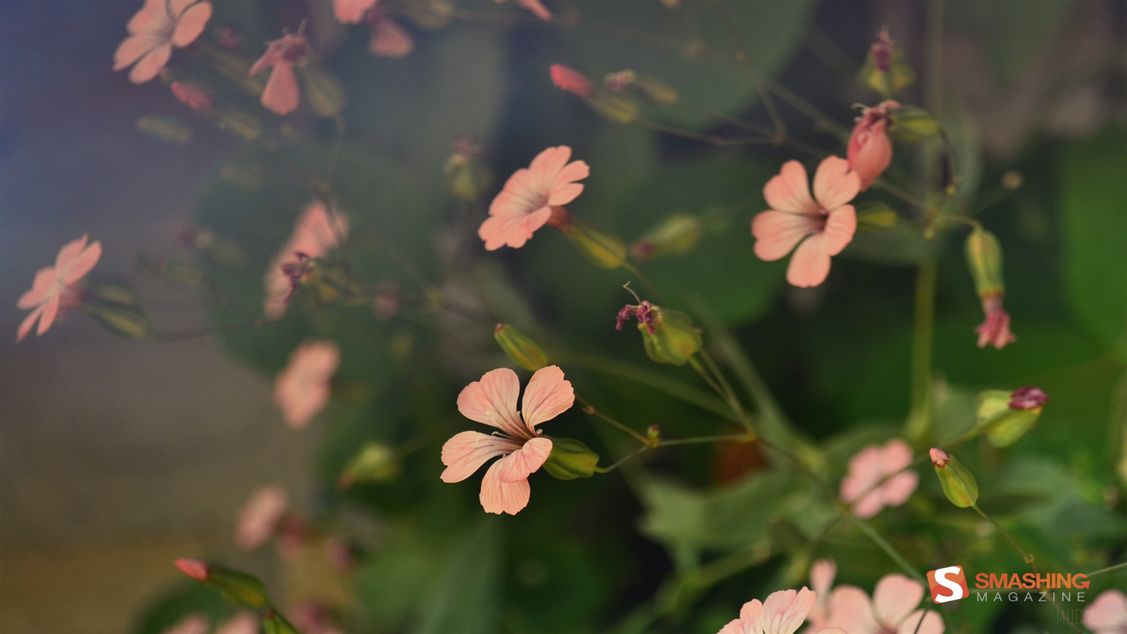 Pink Flowers with Green Stems 4K HD Wallpaper