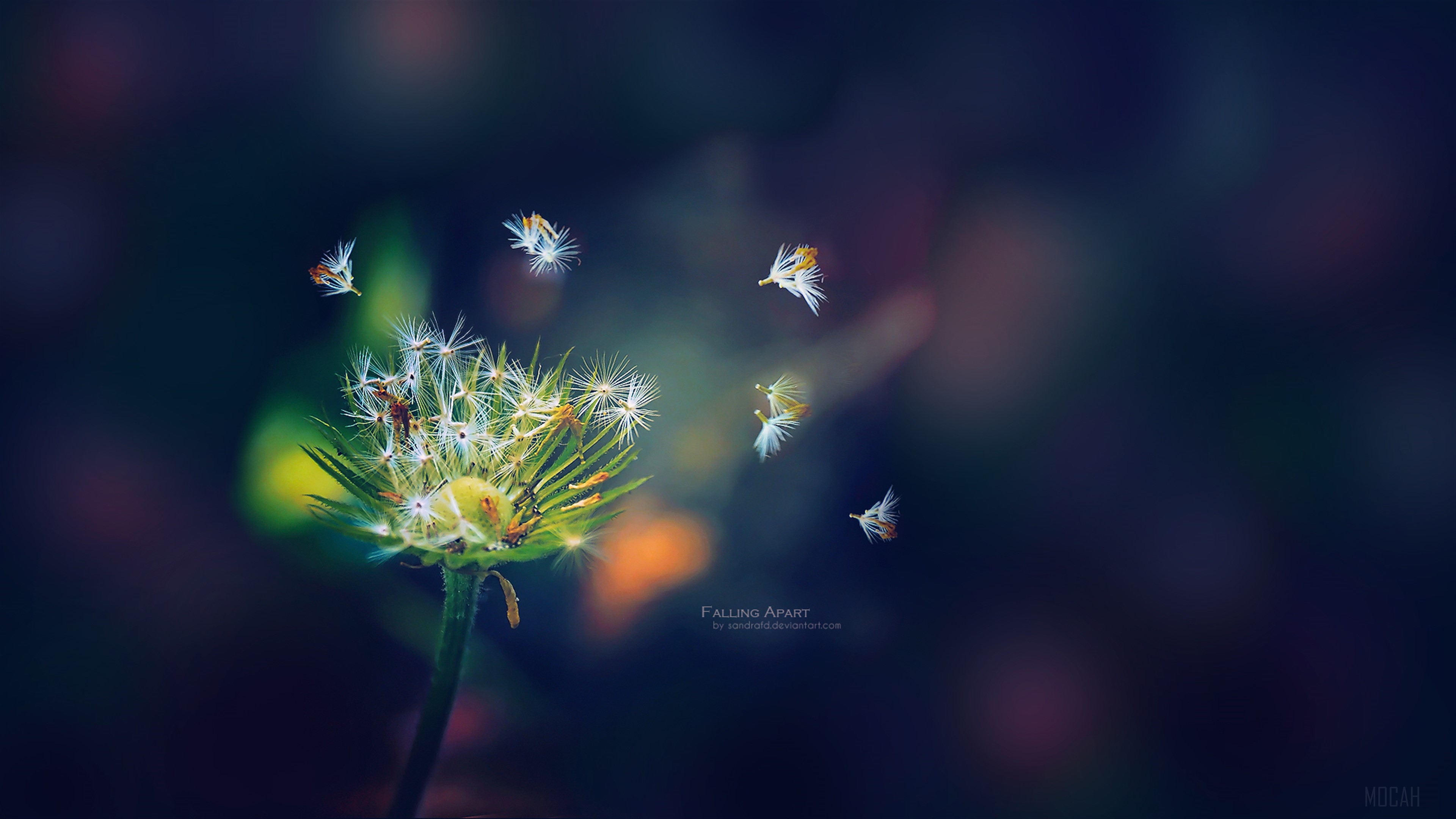 Dandelion seeds falling apart 4K HD Wallpaper