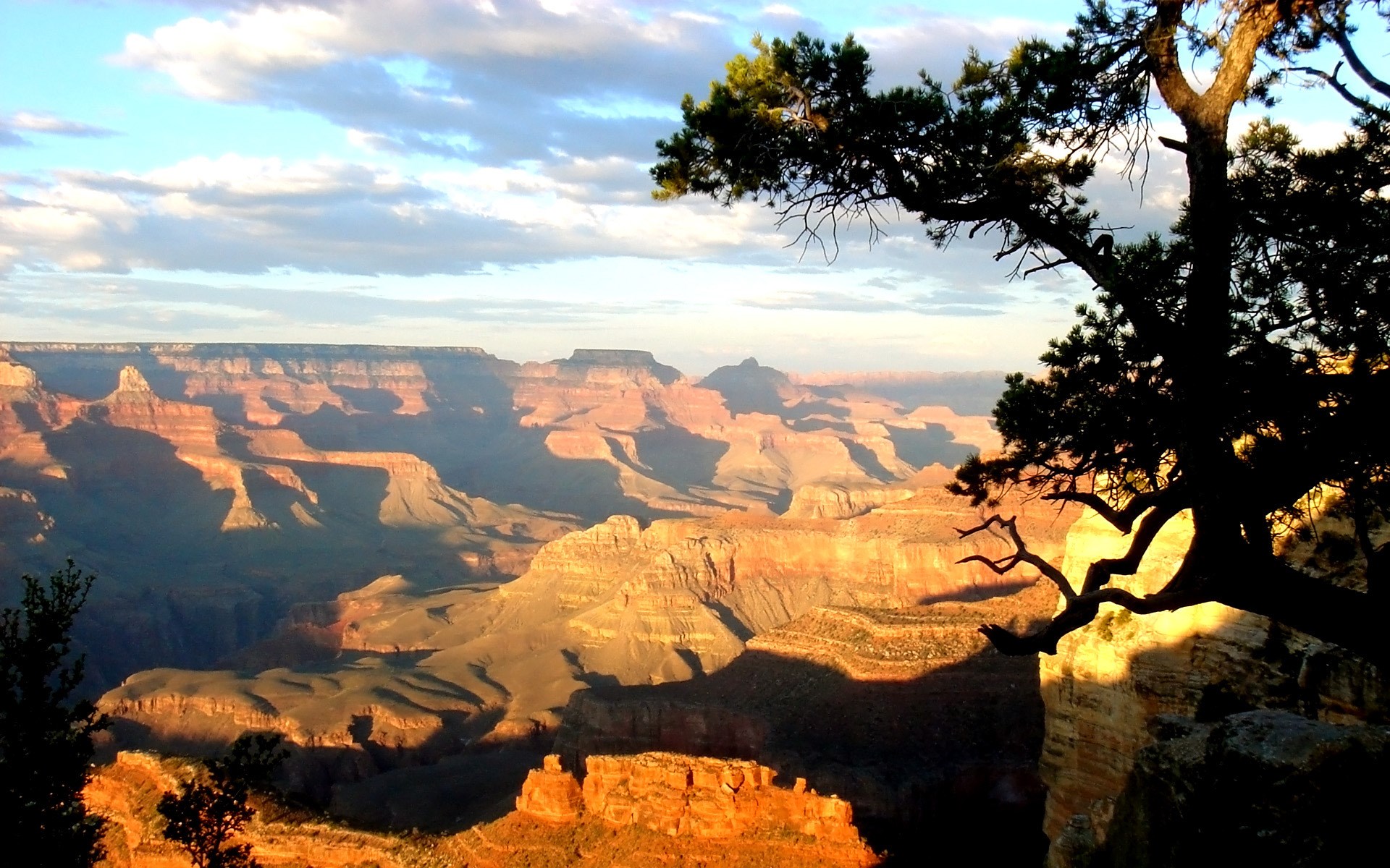 Grand Canyon at sunset with a silhouetted tree HD Wallpaper