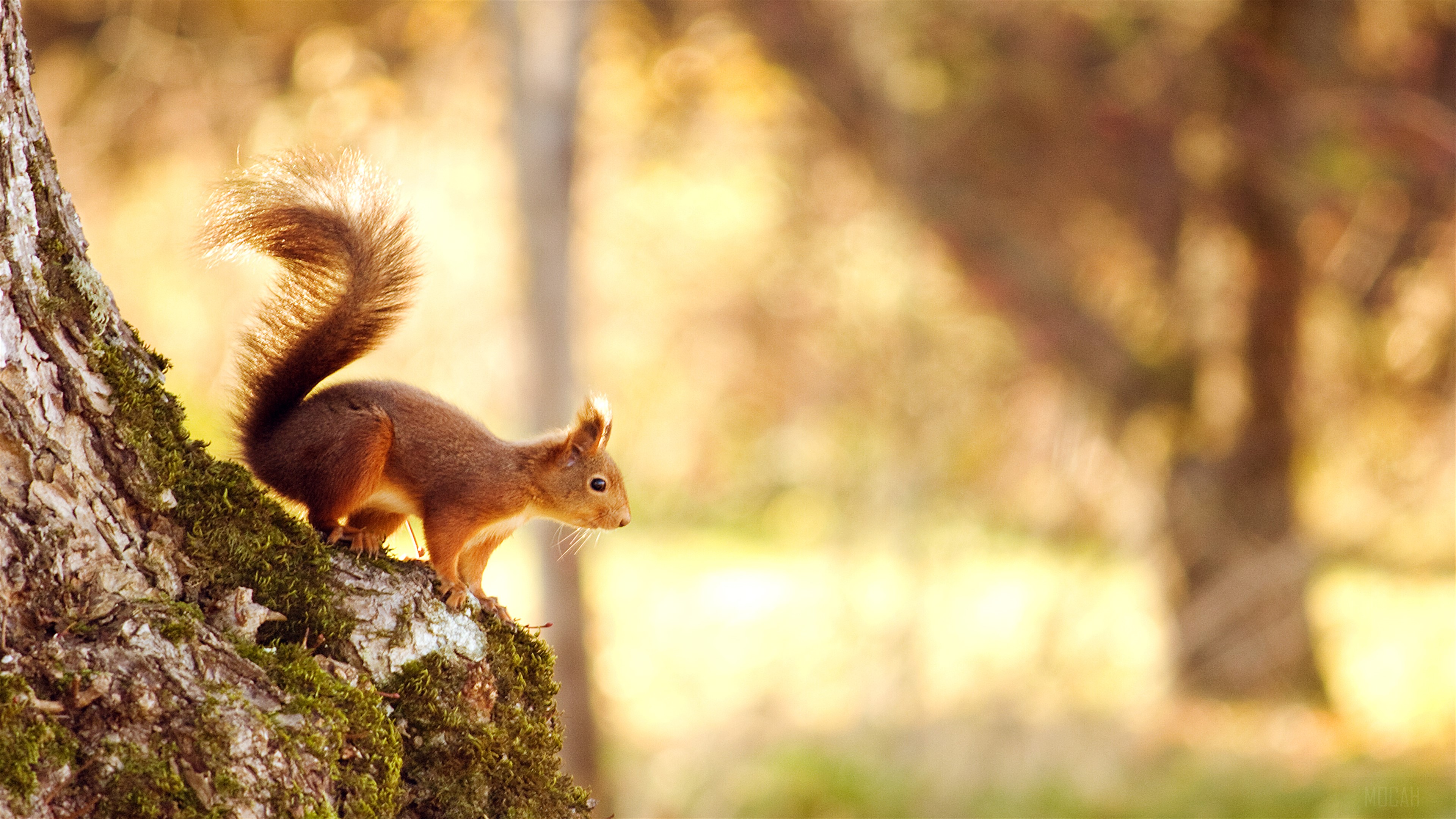 Red Squirrel on a Mossy Tree Trunk 4K HD Wallpaper