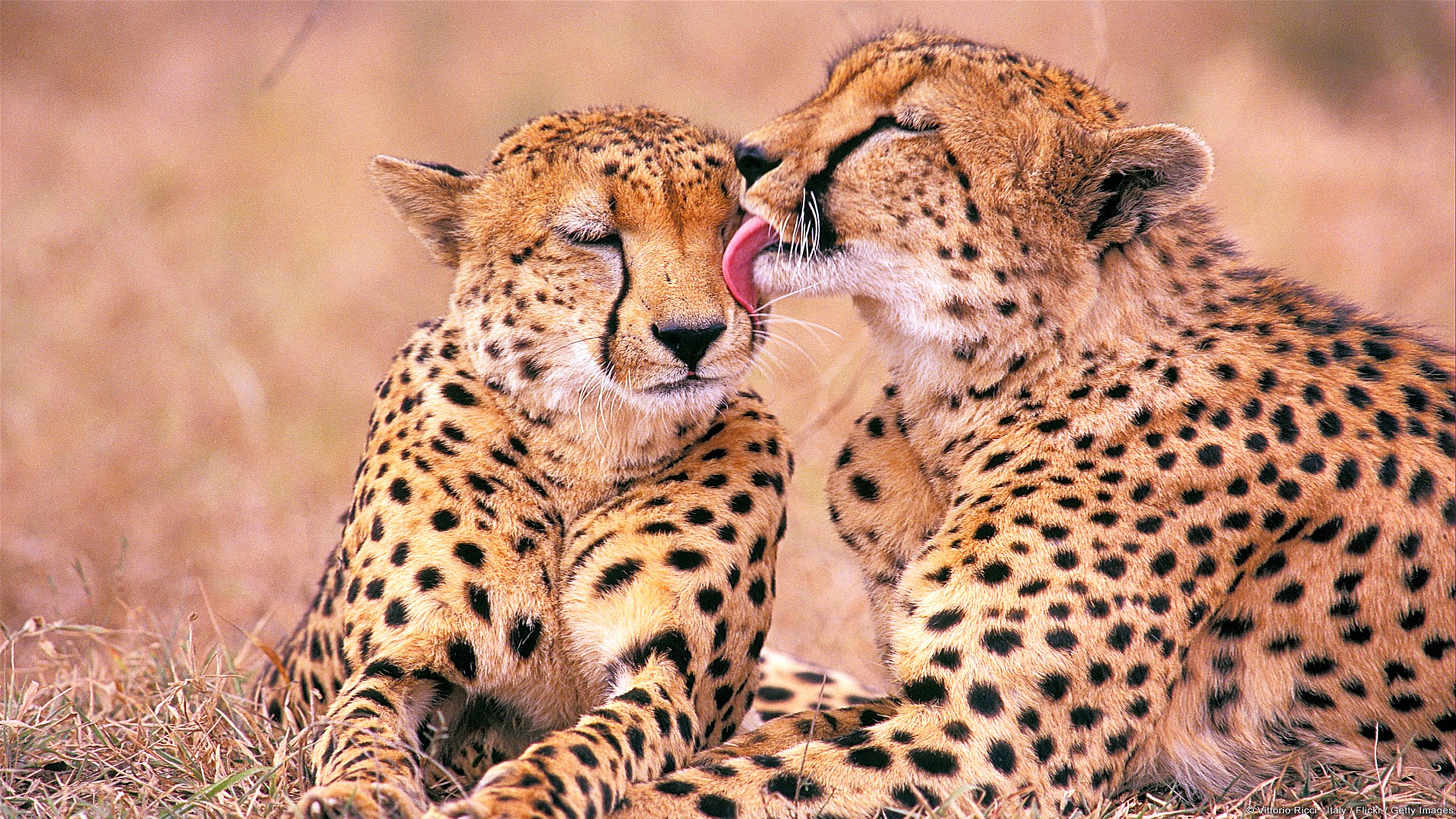 Two South African Cheetahs Grooming Each Other HD Wallpaper