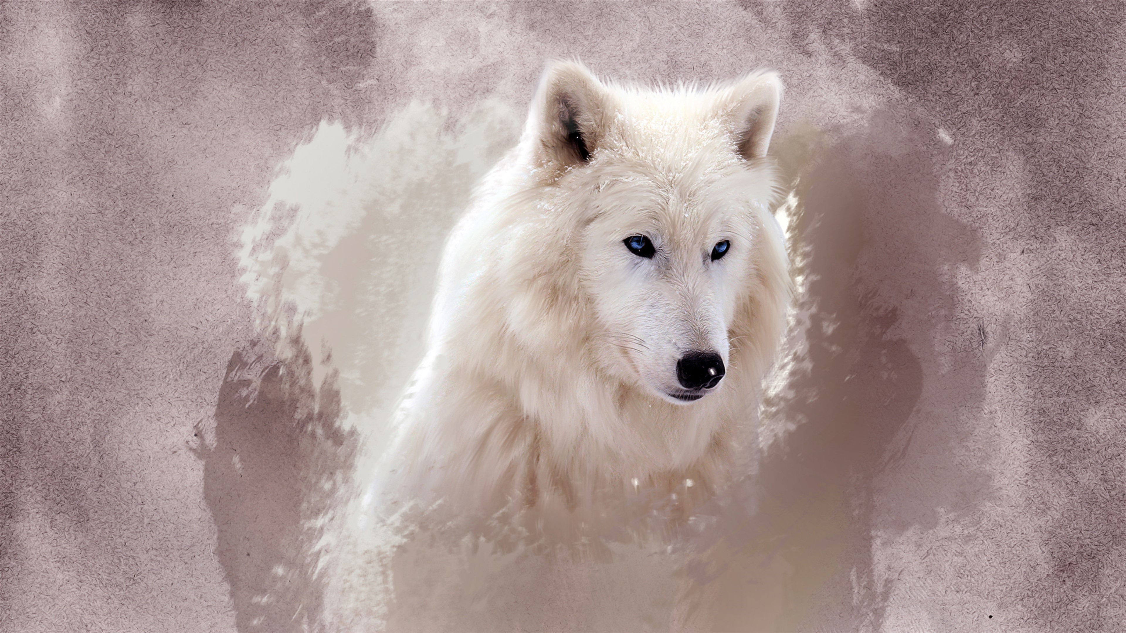 The Wolf HD Wallpaper