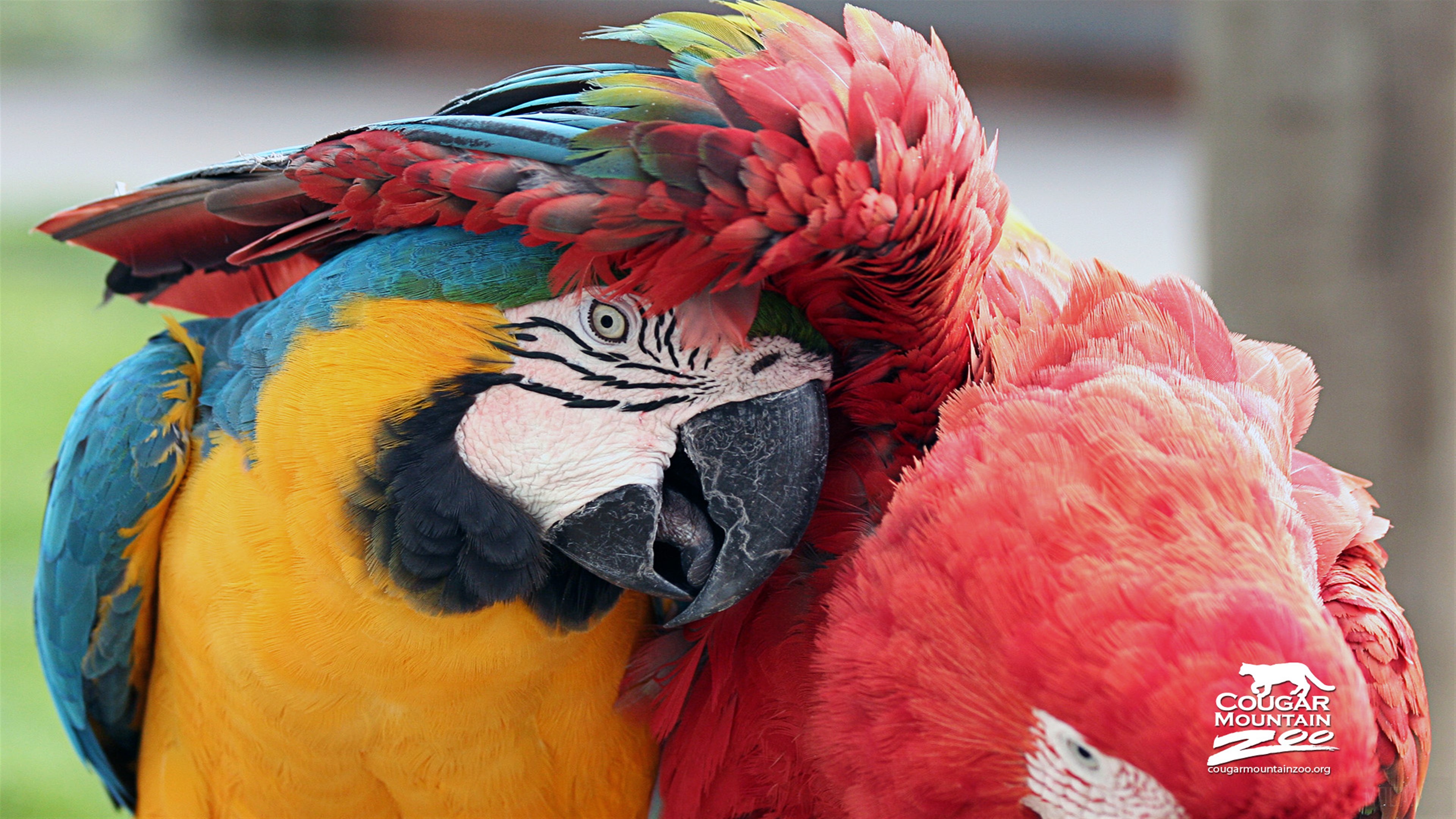 Best Friends Macaws HD Wallpaper