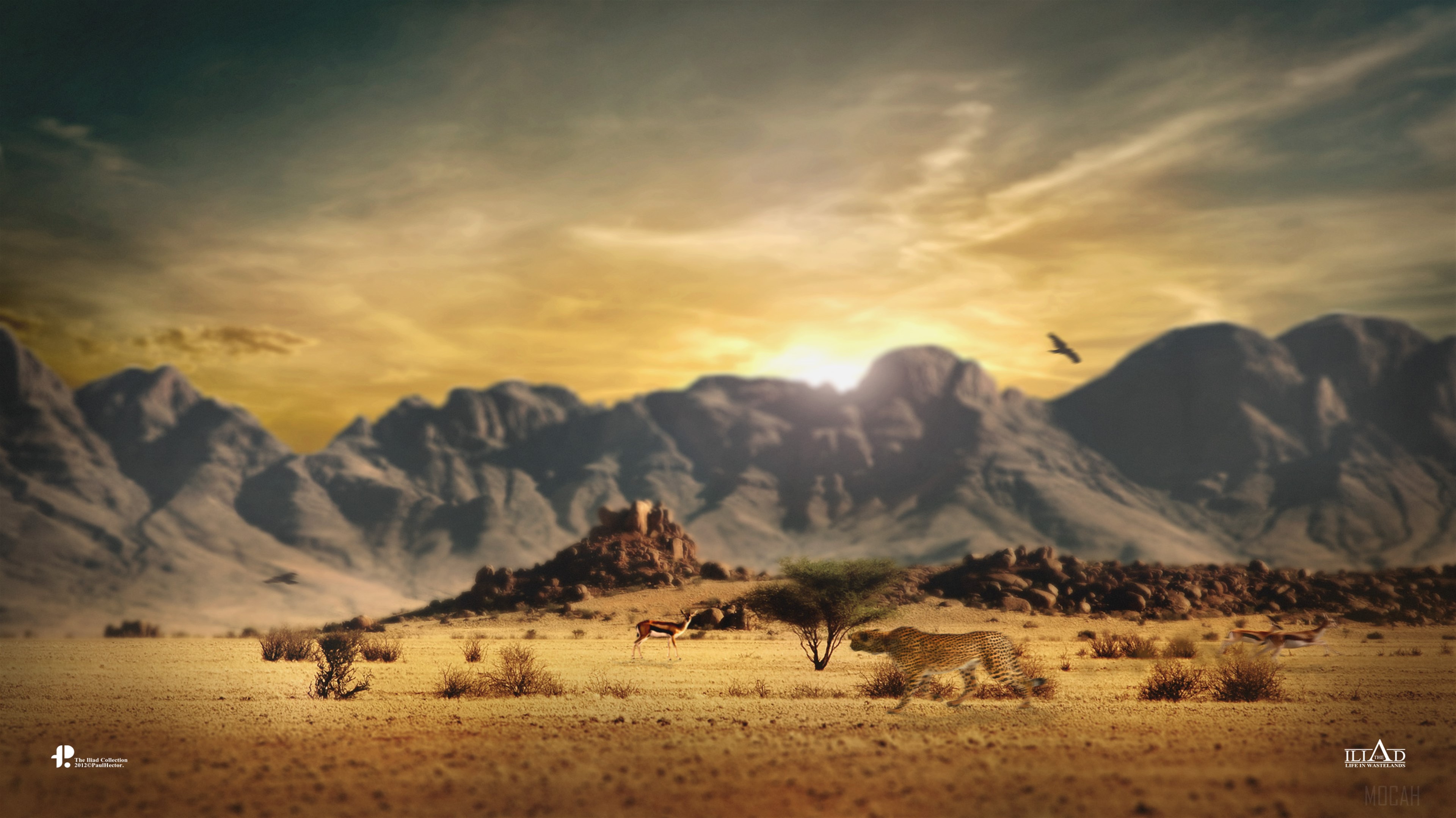 Cheetah and gazelle in African savanna 4K HD Wallpaper