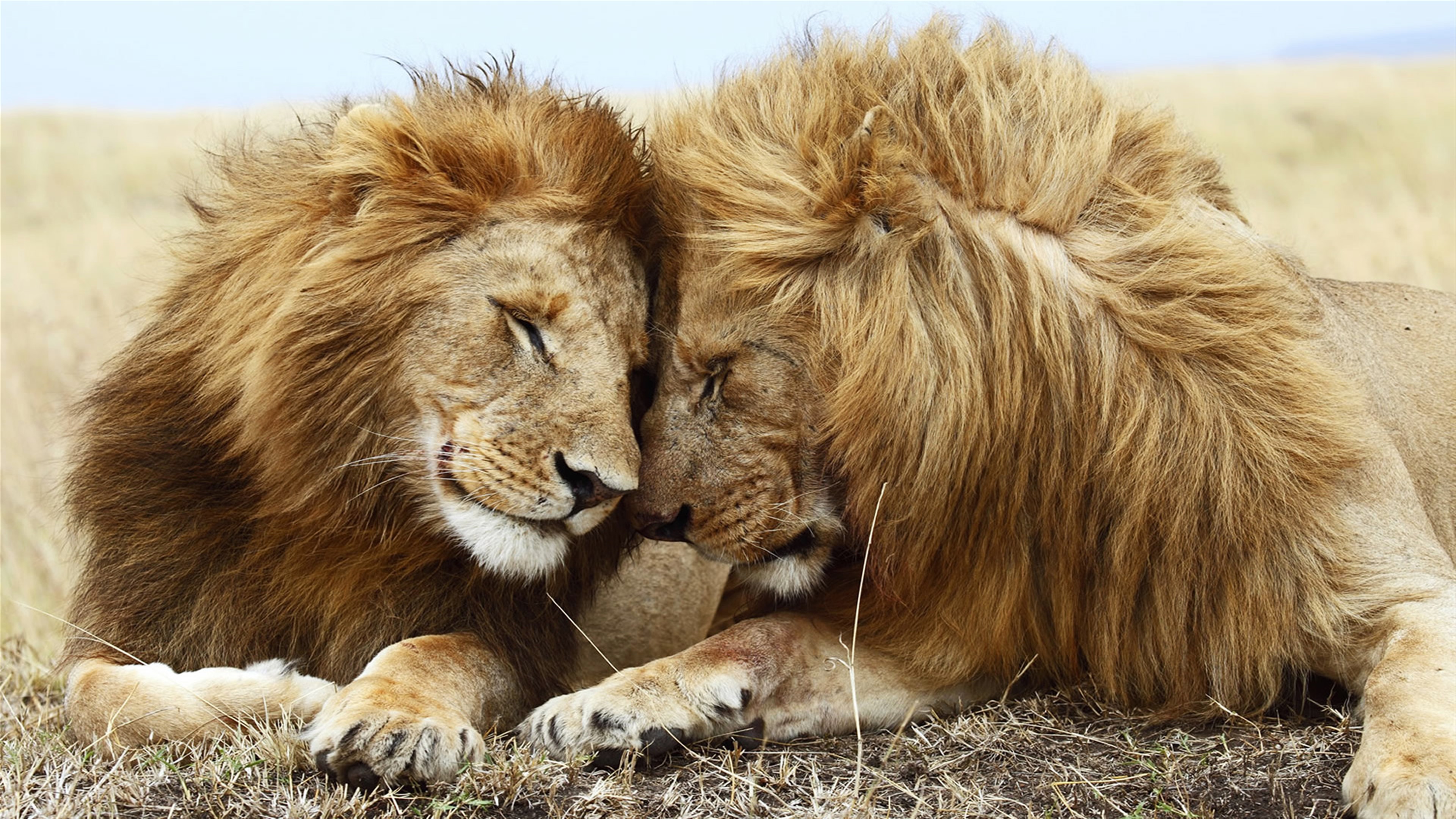 Two Lions Resting Together 4K HD Wallpaper