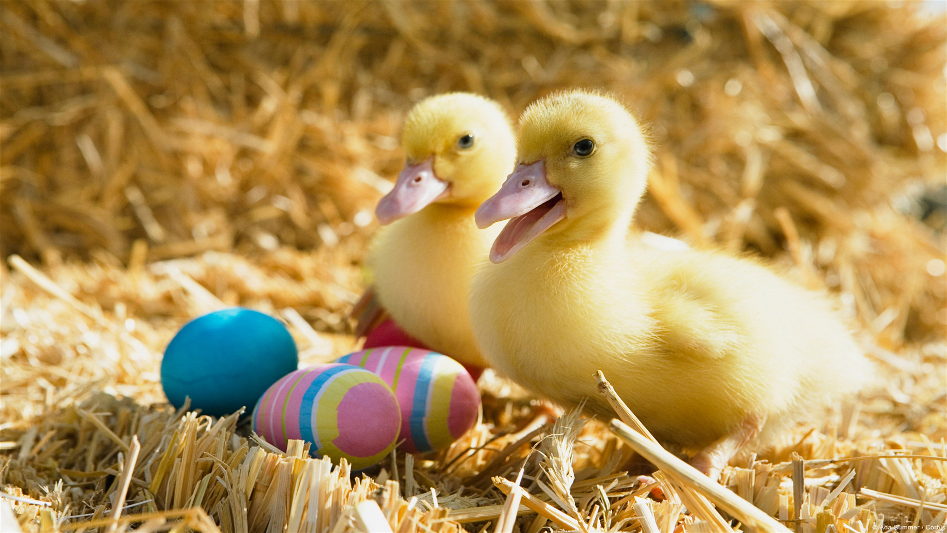Two Ducklings with Easter Eggs in Straw HD Wallpaper