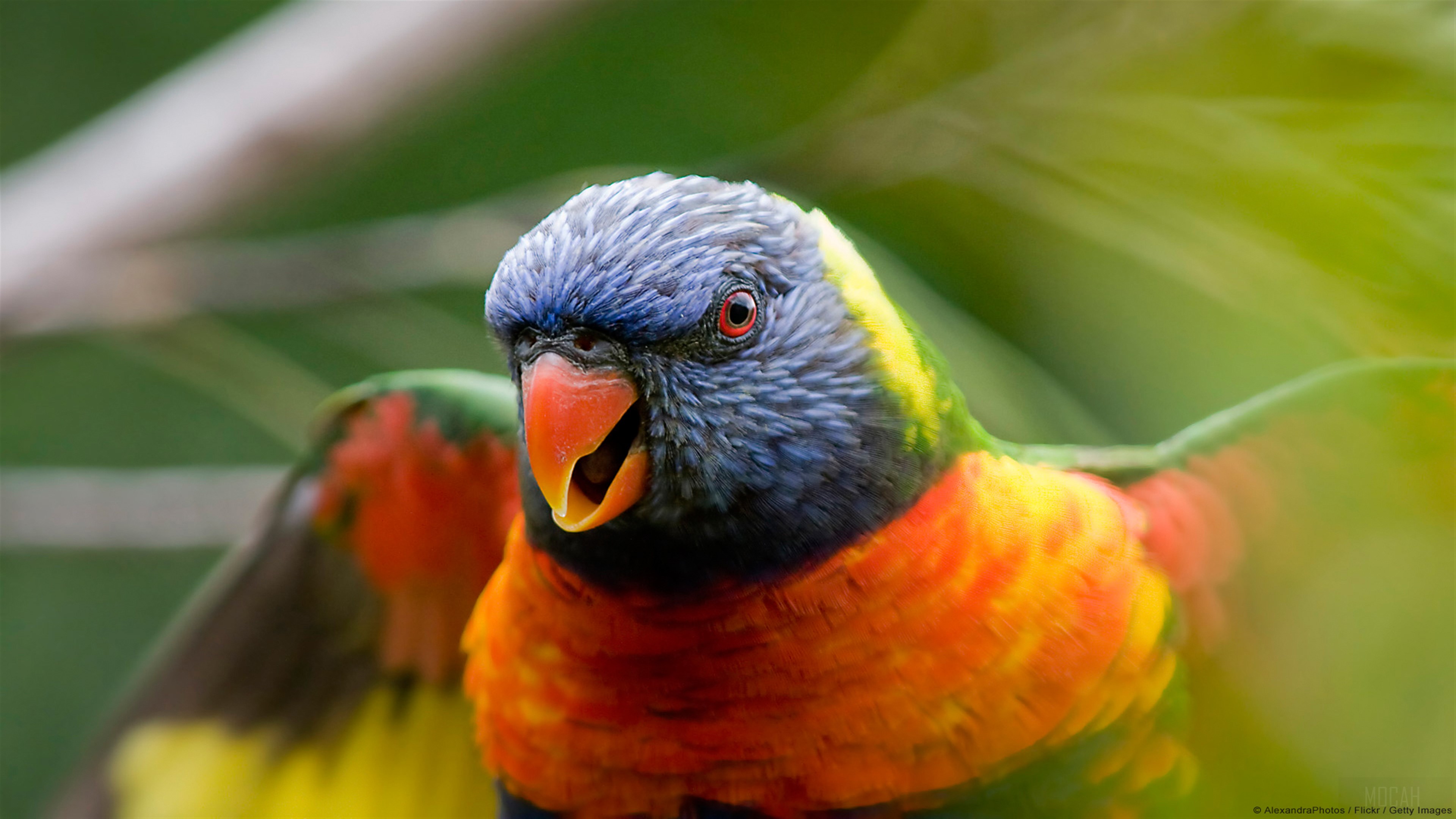 Rainbow Lorikeet Parrot HD Wallpaper