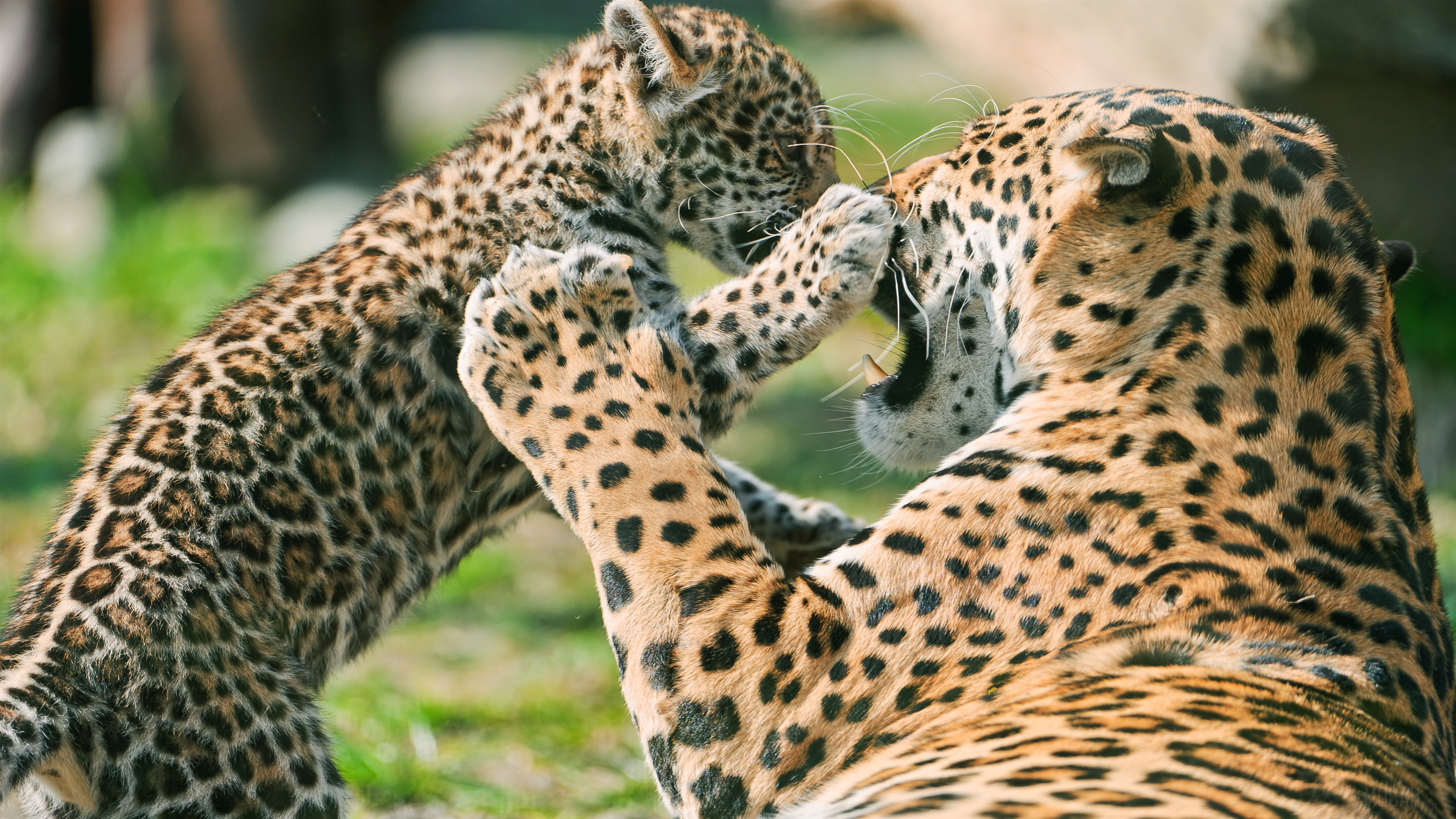 Jaguar Cub Fighting Mother HD Wallpaper