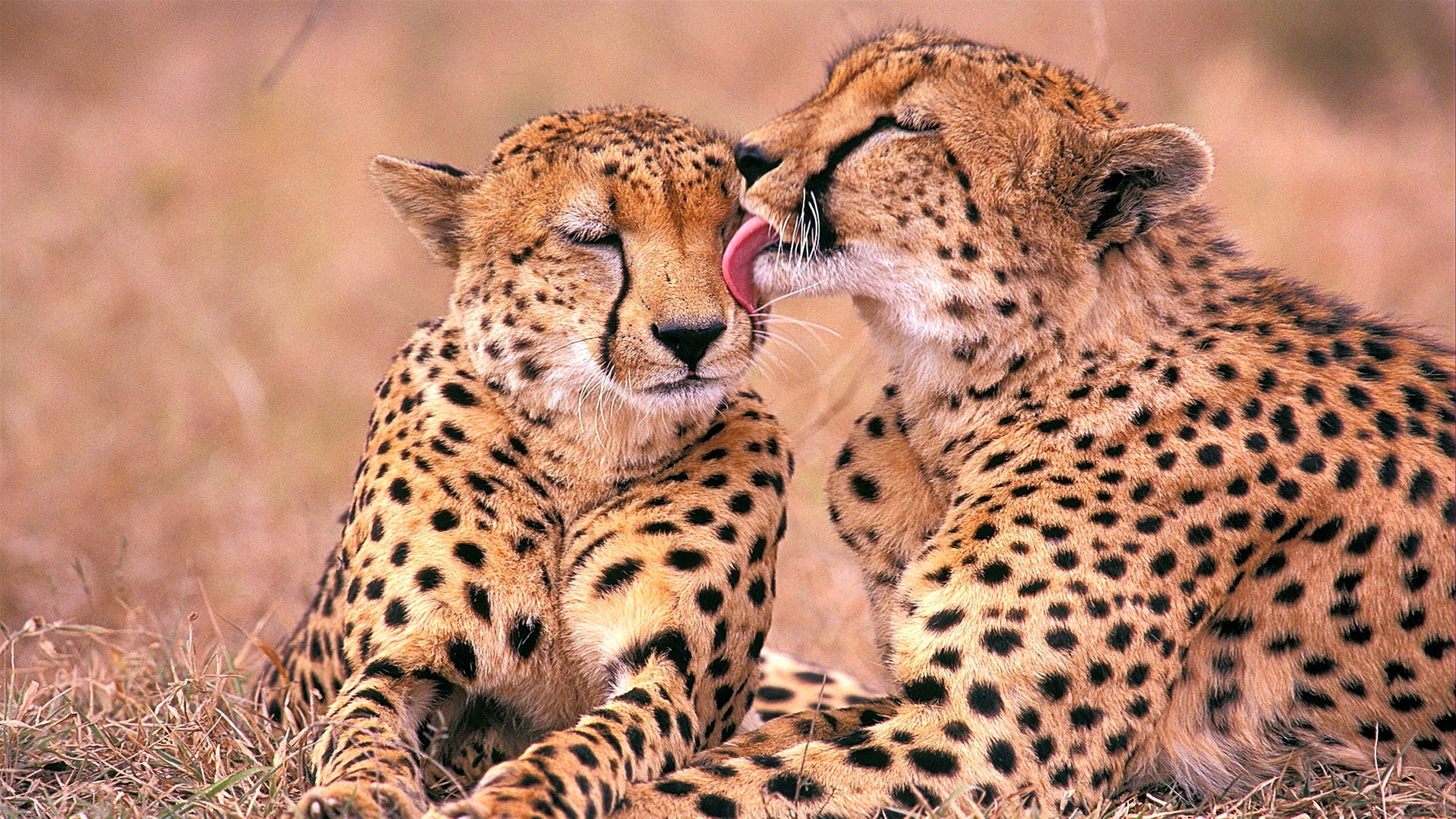 South African Cheetahs HD Wallpaper