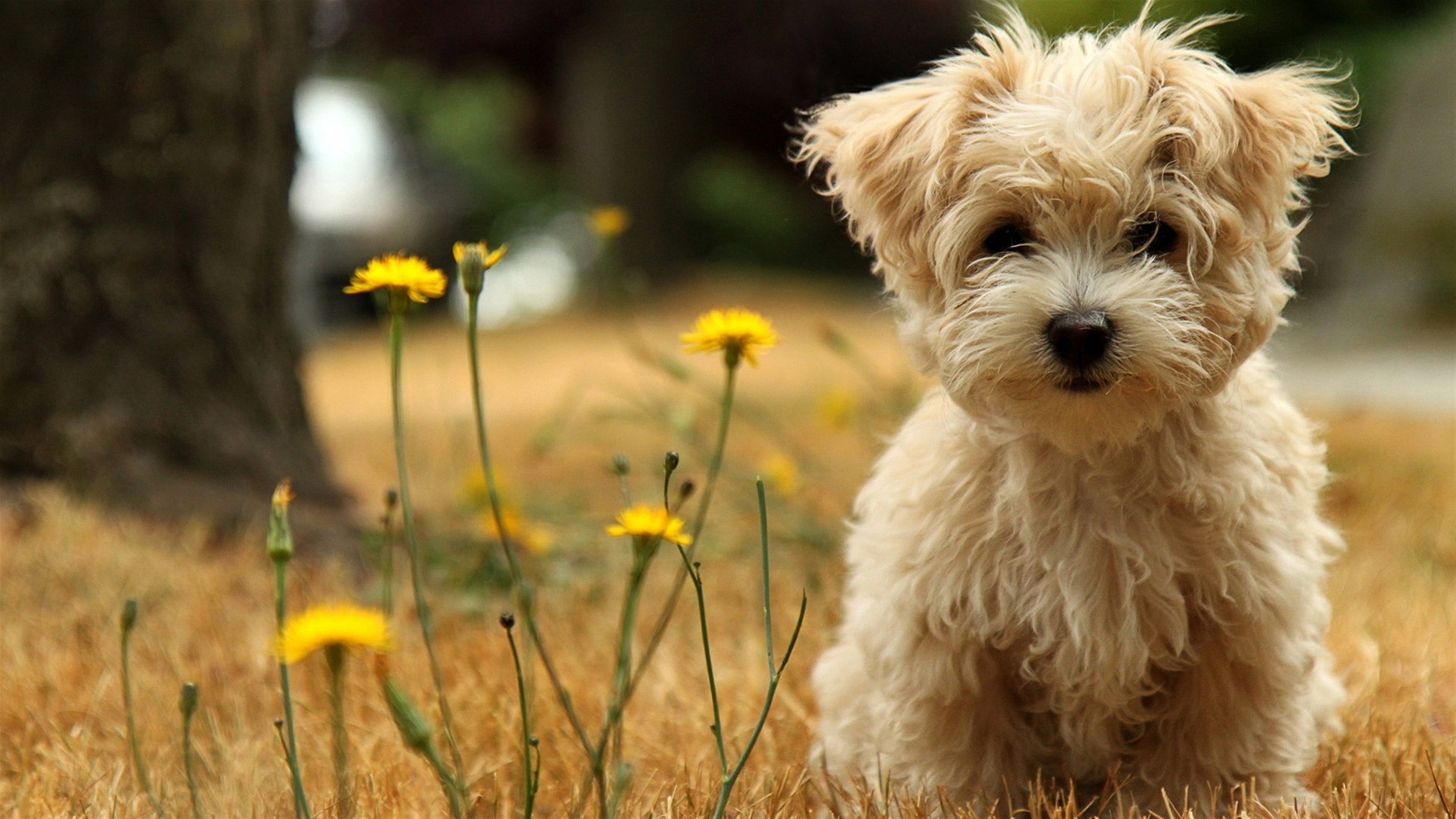 Fluffy Havanese Silk Dog Puppy in Field 4K HD Wallpaper