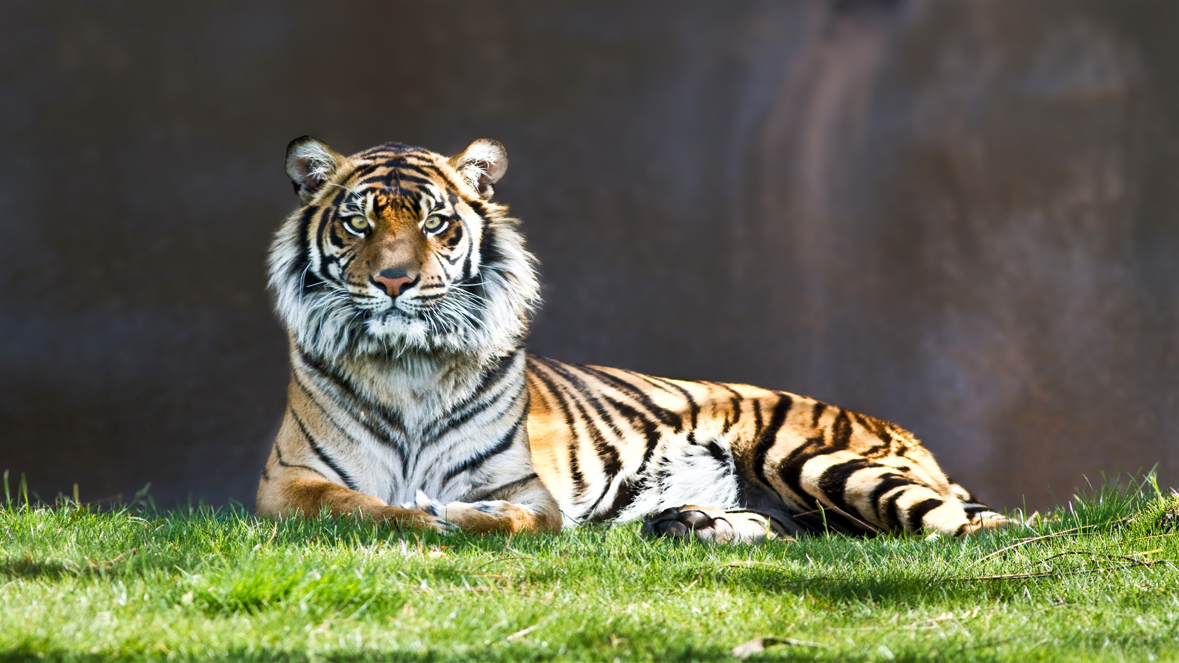 Tiger Staring HD Wallpaper