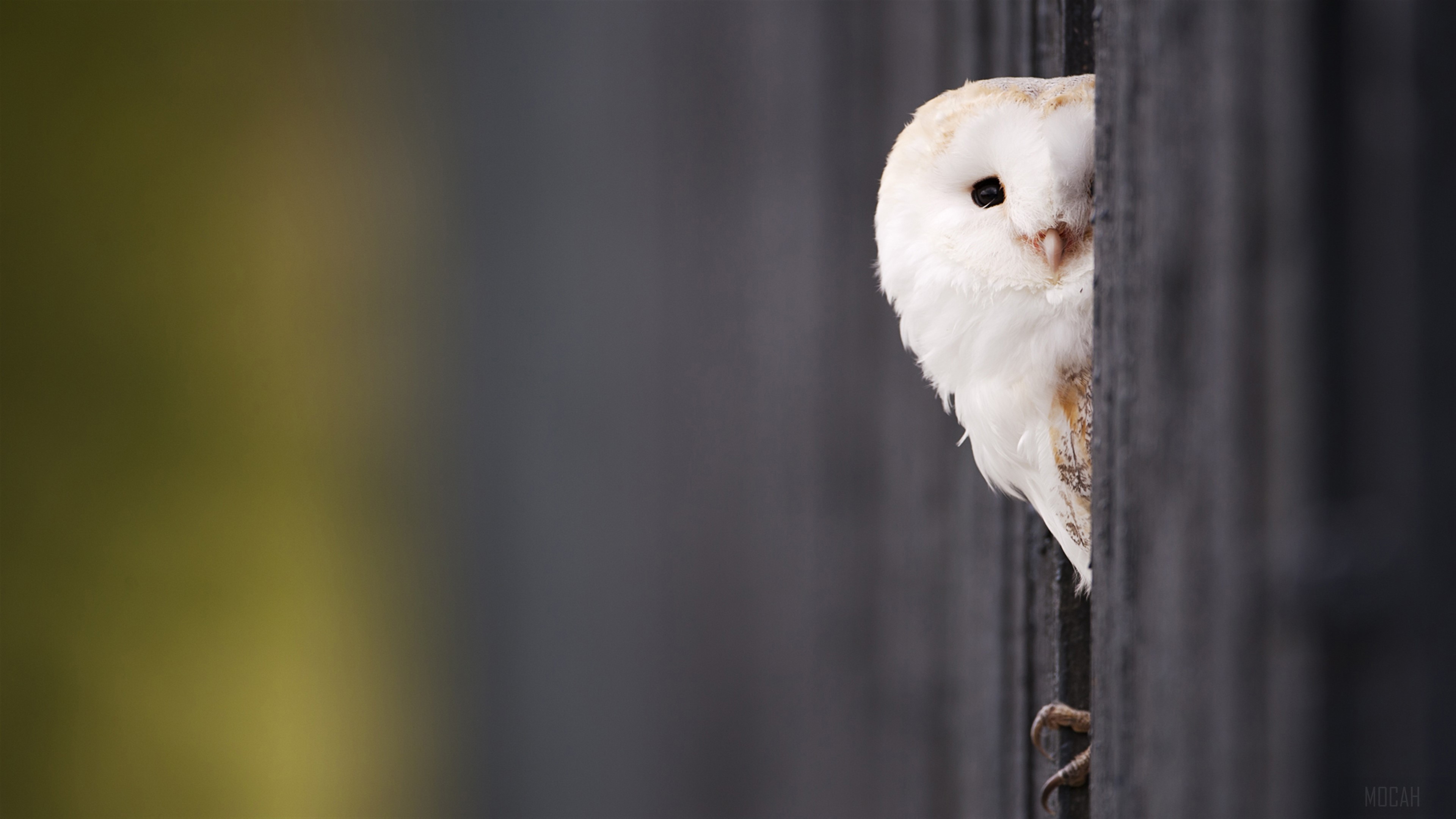 White Barn Owl Peeking from Behind a Fence HD Wallpaper