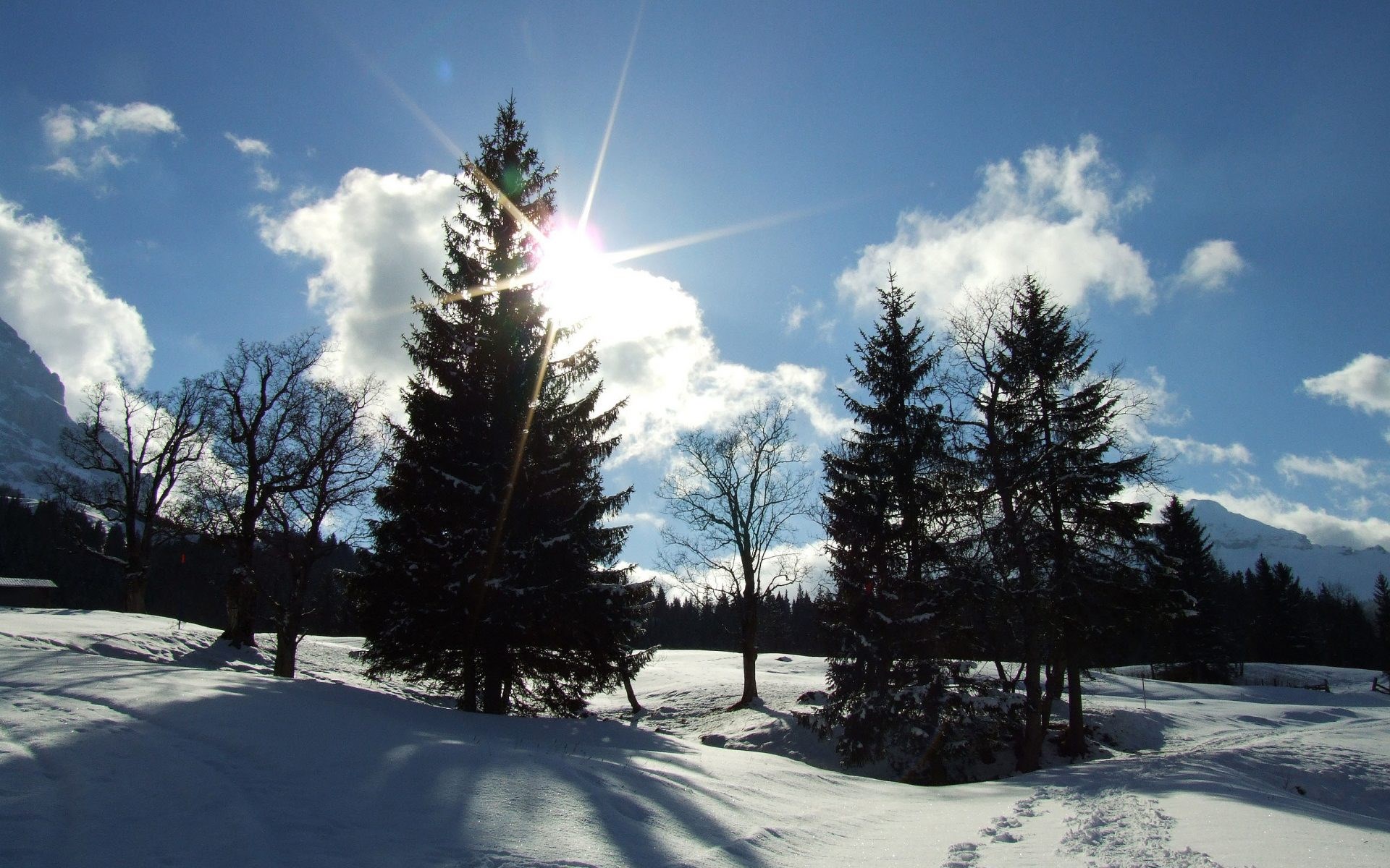 Sun shining through trees in a snowy landscape HD Wallpaper