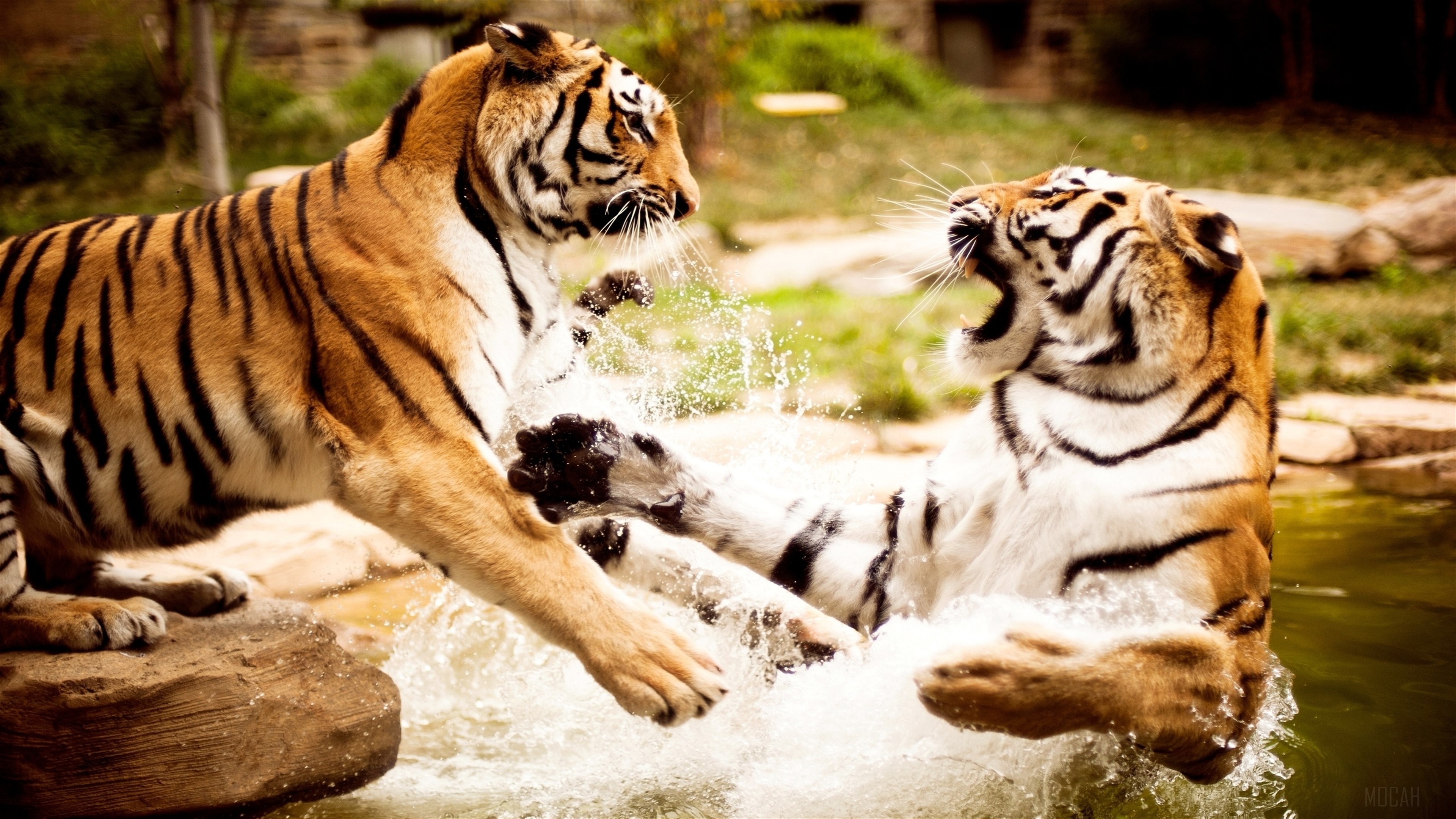 Two tigers playing in water HD Wallpaper