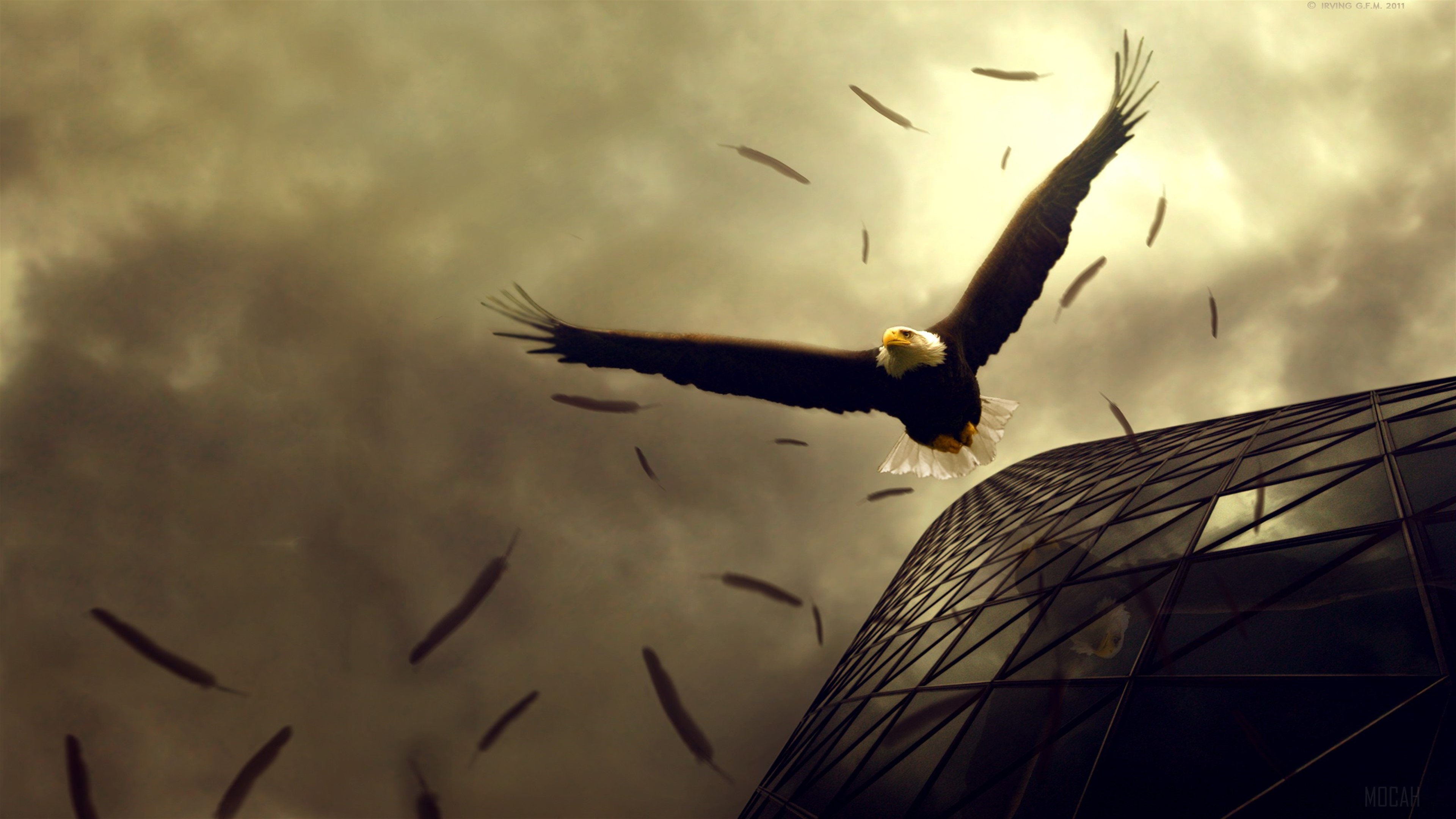 Eagle flying near a modern building HD Wallpaper