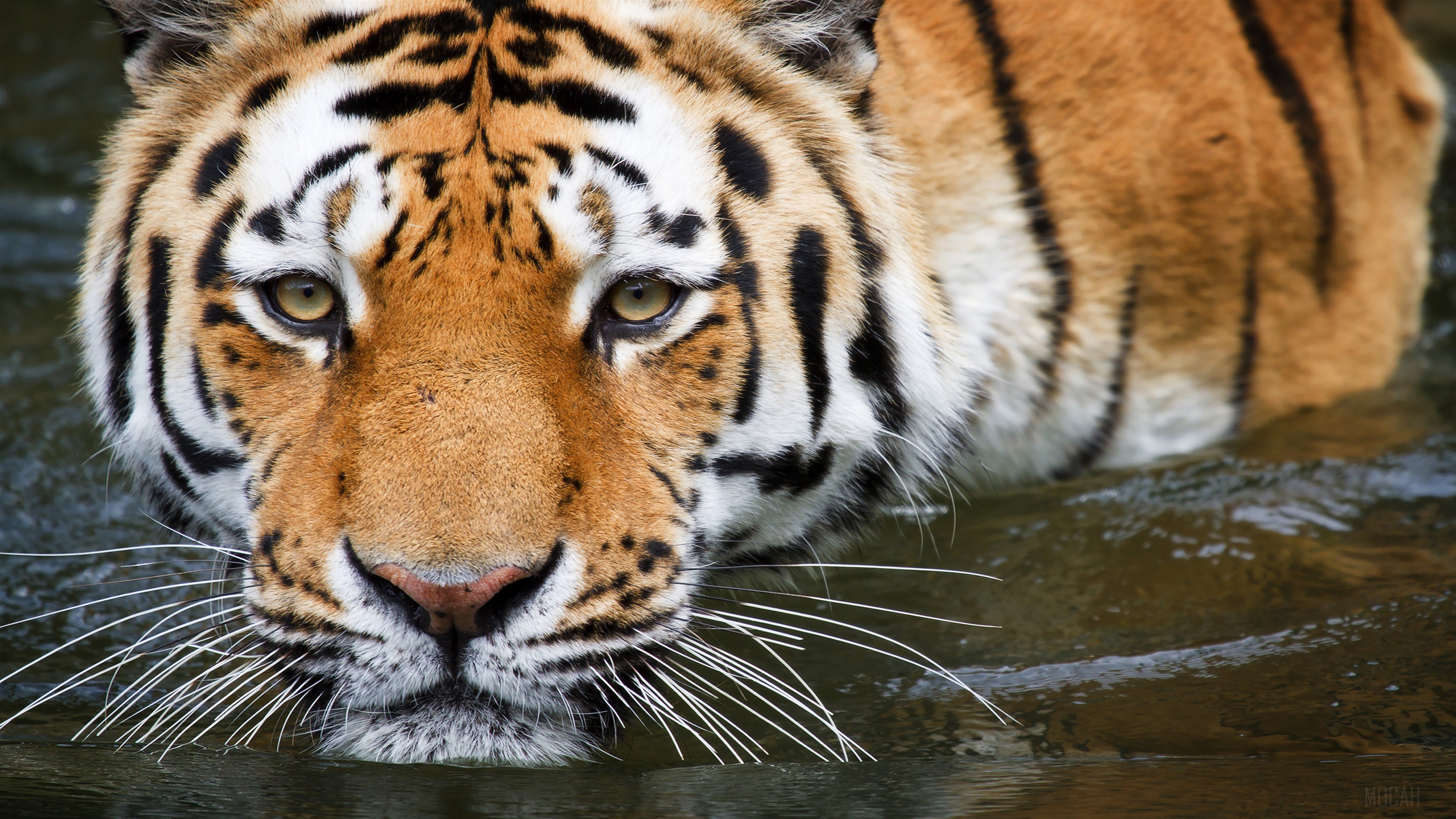 Tiger in water HD Wallpaper