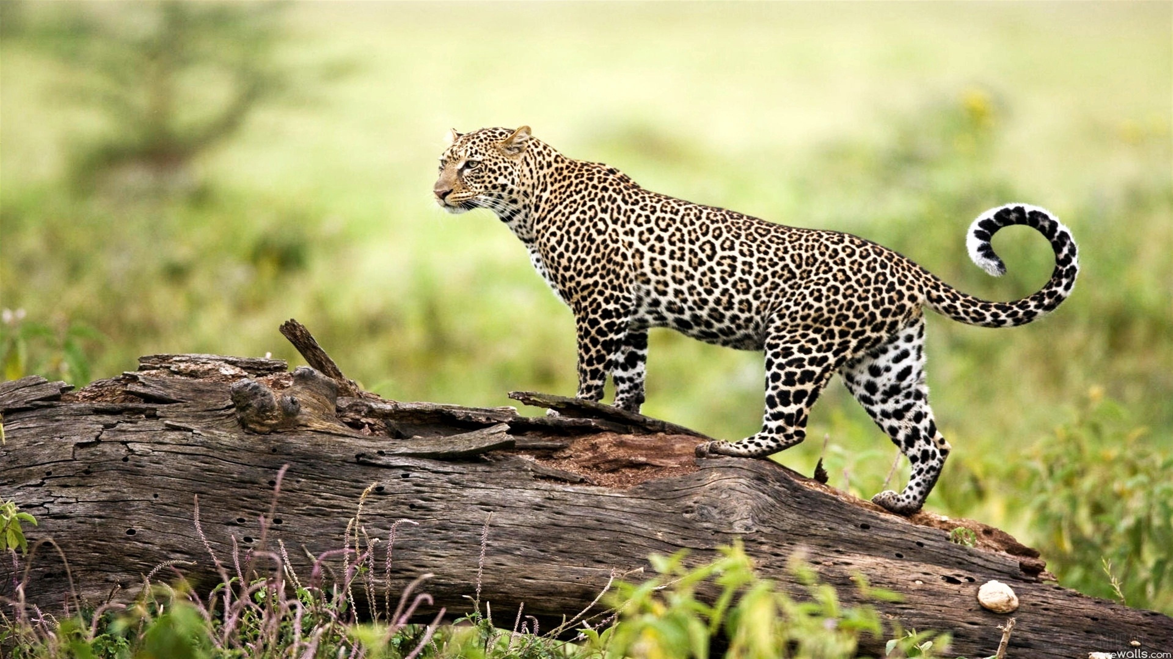Leopard on a log in 4K HD Wallpaper
